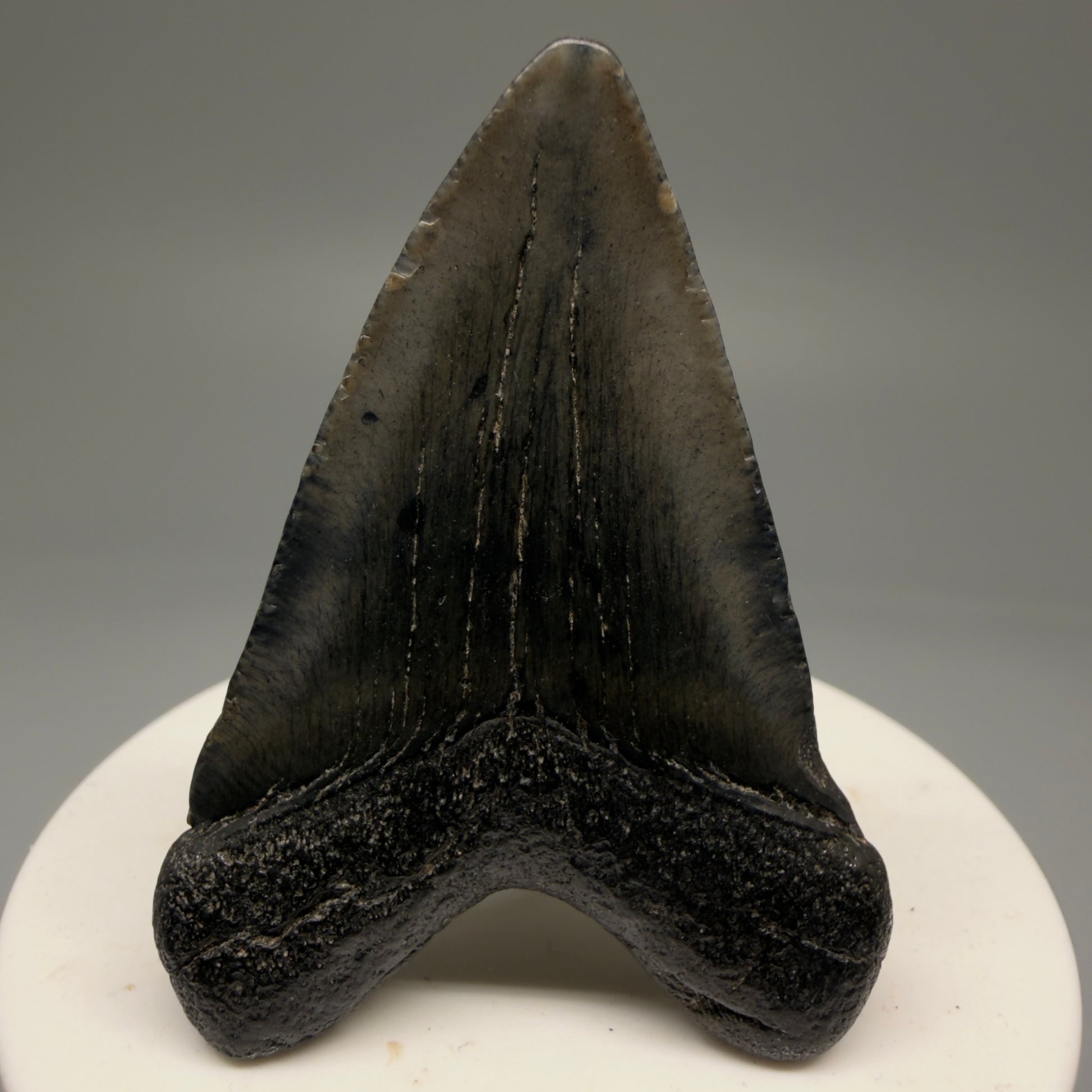 Back View 2.21" Colorful Fossil Megalodon Tooth – South Carolina River Find | Authentic Megalodon Tooth CM5753
