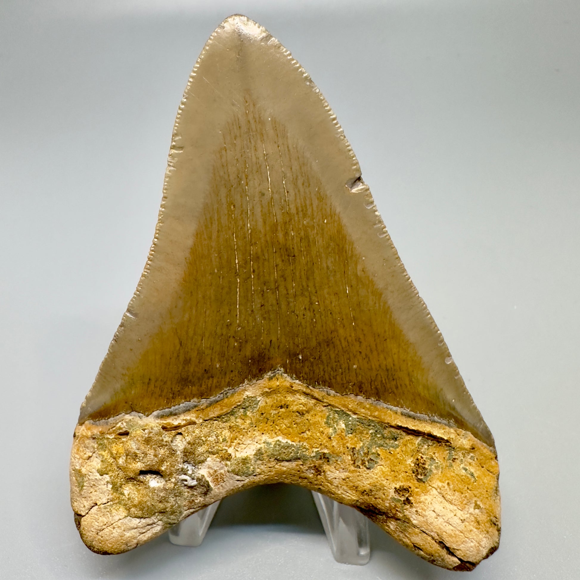 Colorful, serrated 3.61" Fossil Megalodon Tooth -  North Carolina CM4881 - Back