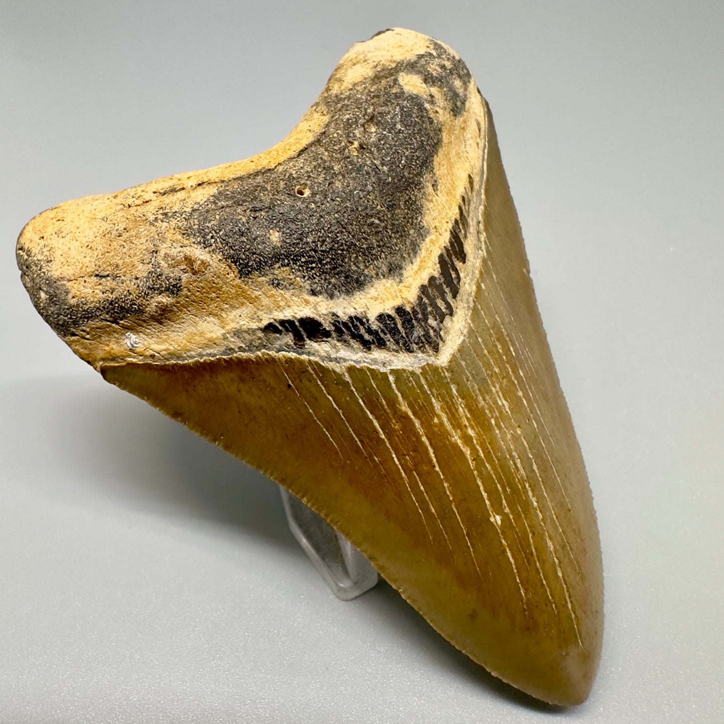 Colorful, serrated 3.61" Fossil Megalodon Tooth -  North Carolina CM4881 - Front Left