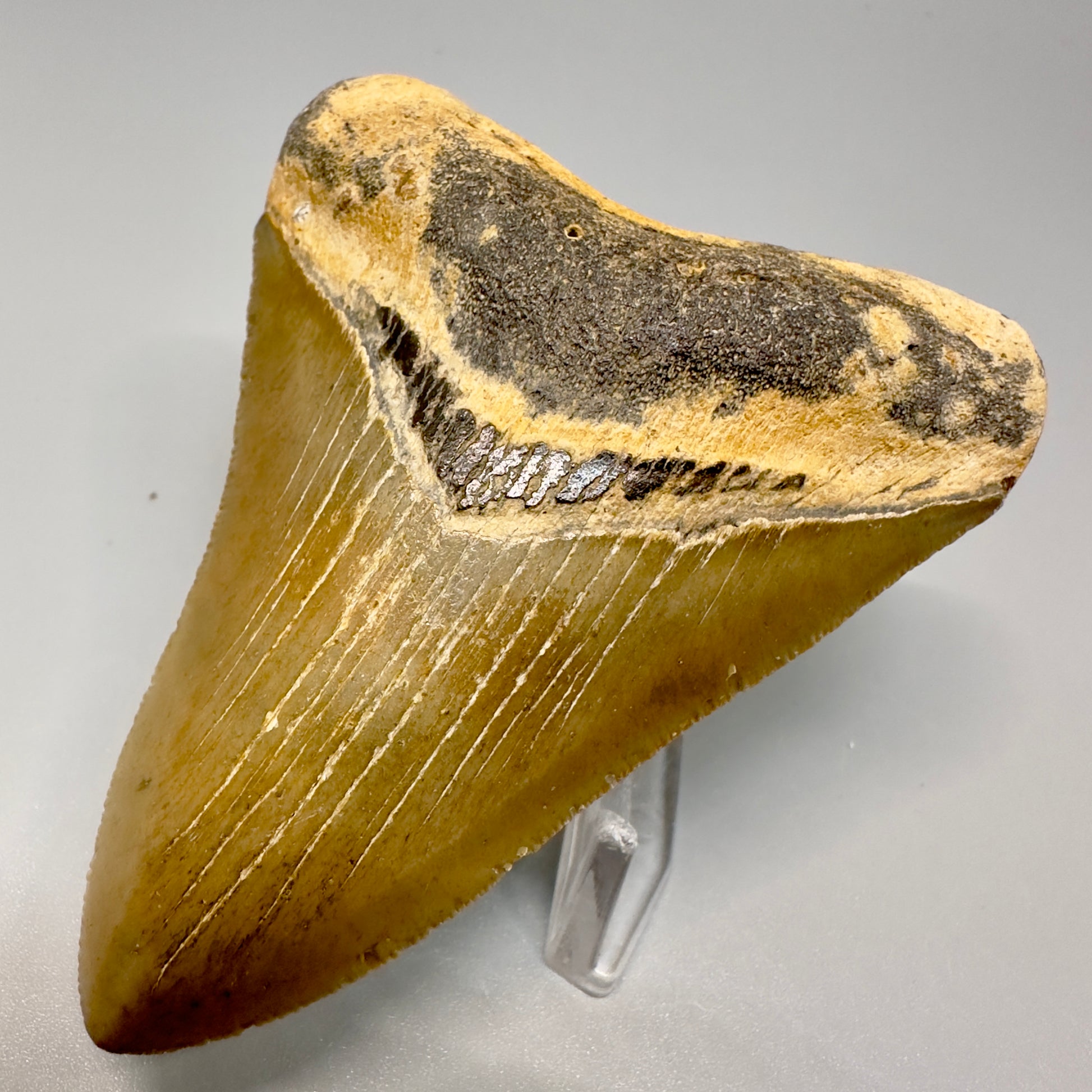 Colorful, serrated 3.61" Fossil Megalodon Tooth -  North Carolina CM4881 - Front Right