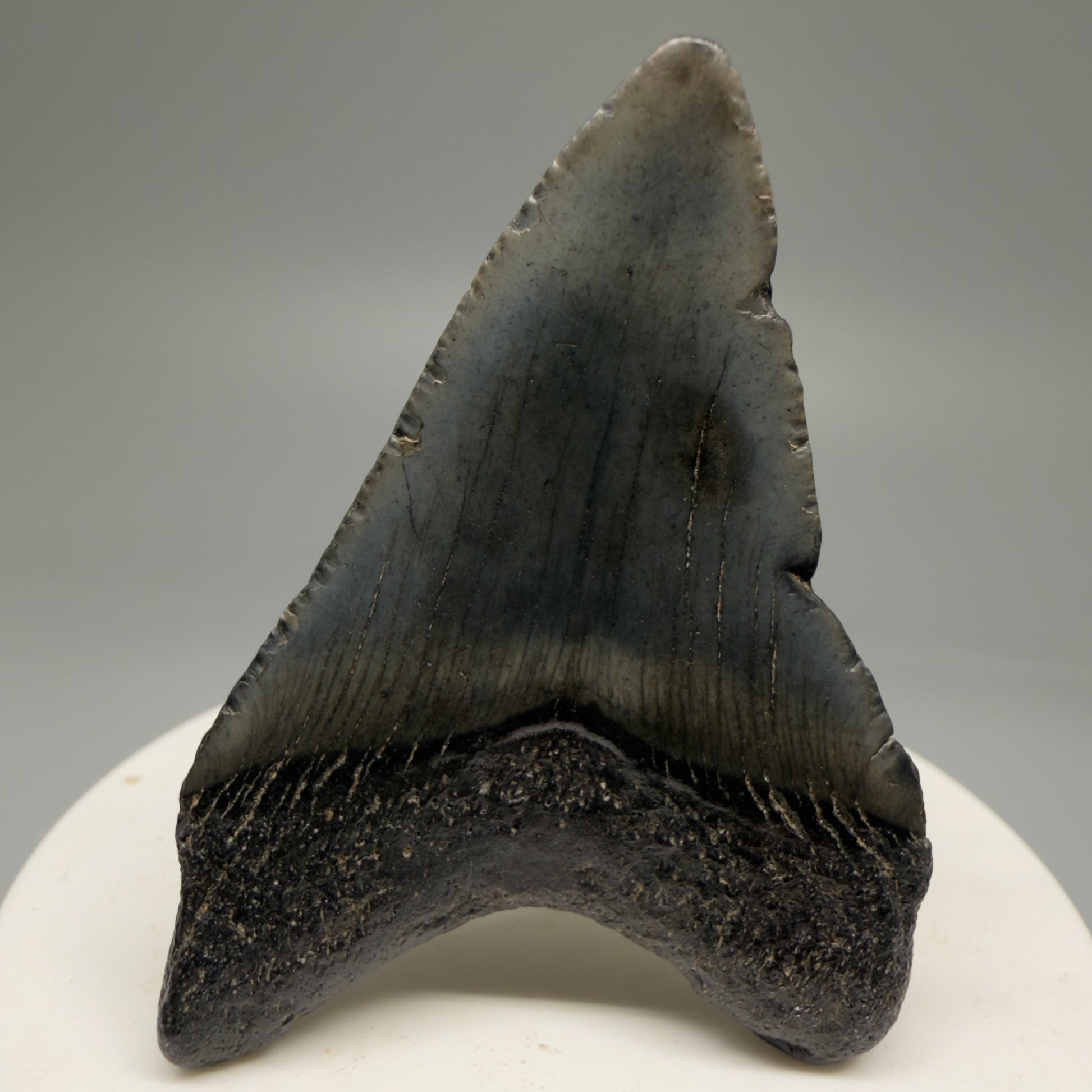 Back View 2.28" Dark Colors Fossil Megalodon Tooth – South Carolina River Find | Authentic Megalodon Tooth CM5751