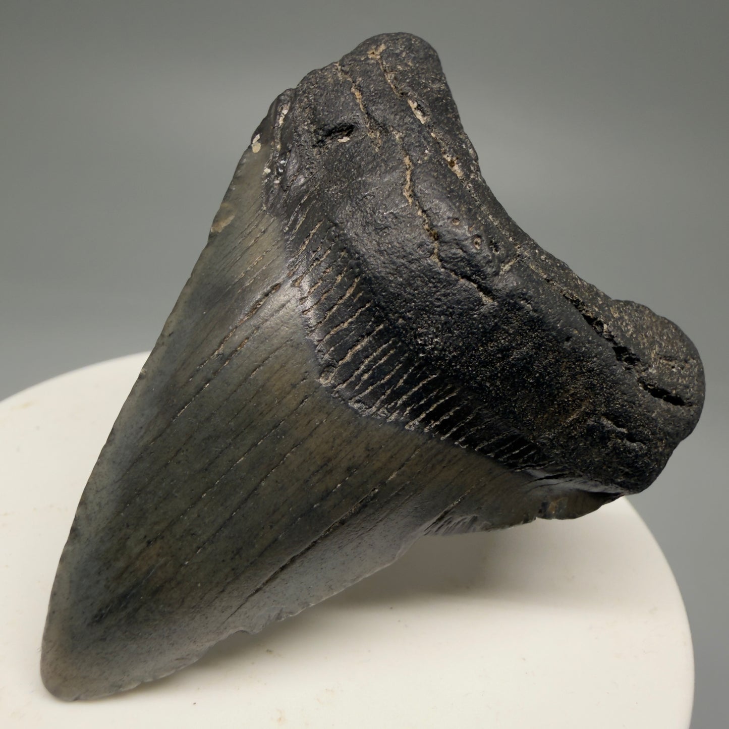 Front Right View 2.28" Dark Colors Fossil Megalodon Tooth – South Carolina River Find | Authentic Megalodon Tooth CM5751