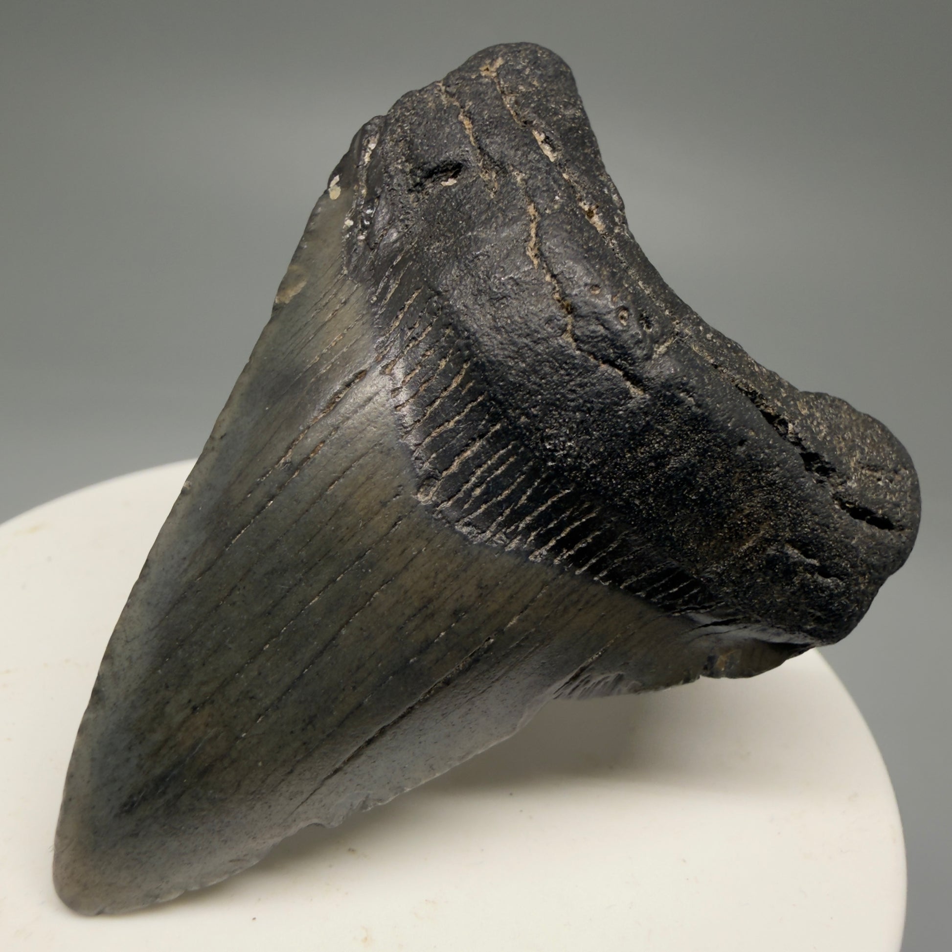 Front Right View 2.28" Dark Colors Fossil Megalodon Tooth – South Carolina River Find | Authentic Megalodon Tooth CM5751