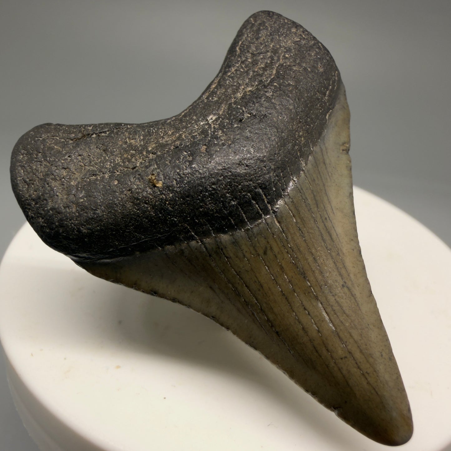 Front Left View 1.89" Colorful  Fossil Megalodon Tooth – South Carolina River Find | Authentic Megalodon Tooth CM5750