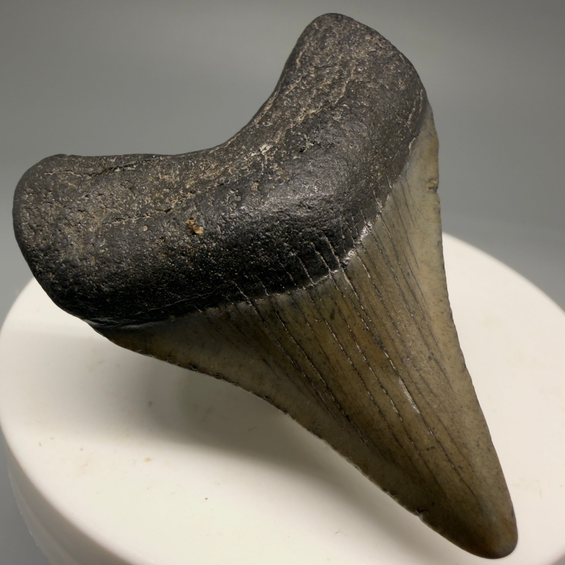 Front Left View 1.89" Colorful  Fossil Megalodon Tooth – South Carolina River Find | Authentic Megalodon Tooth CM5750