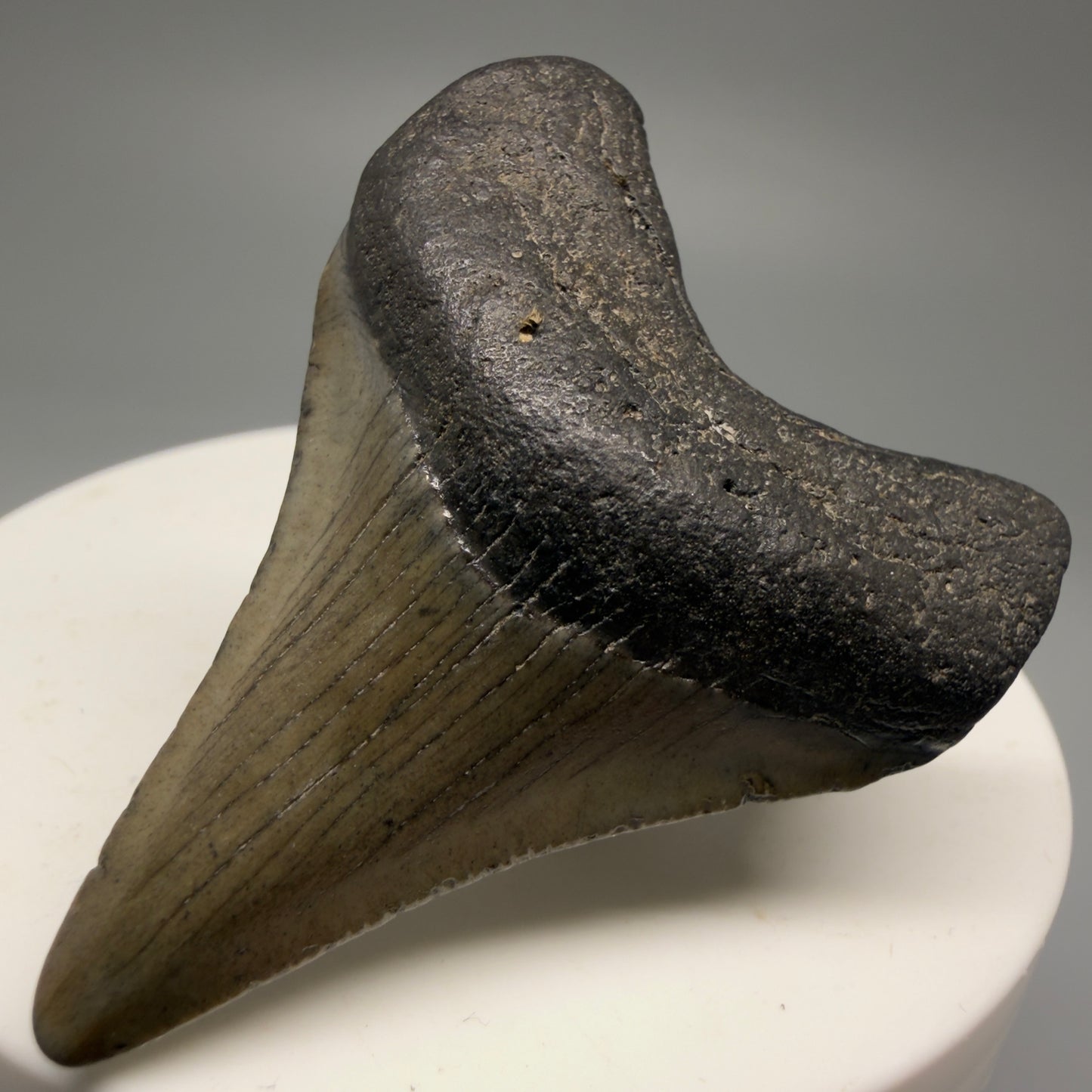 Front Right View 1.89" Colorful  Fossil Megalodon Tooth – South Carolina River Find | Authentic Megalodon Tooth CM5750