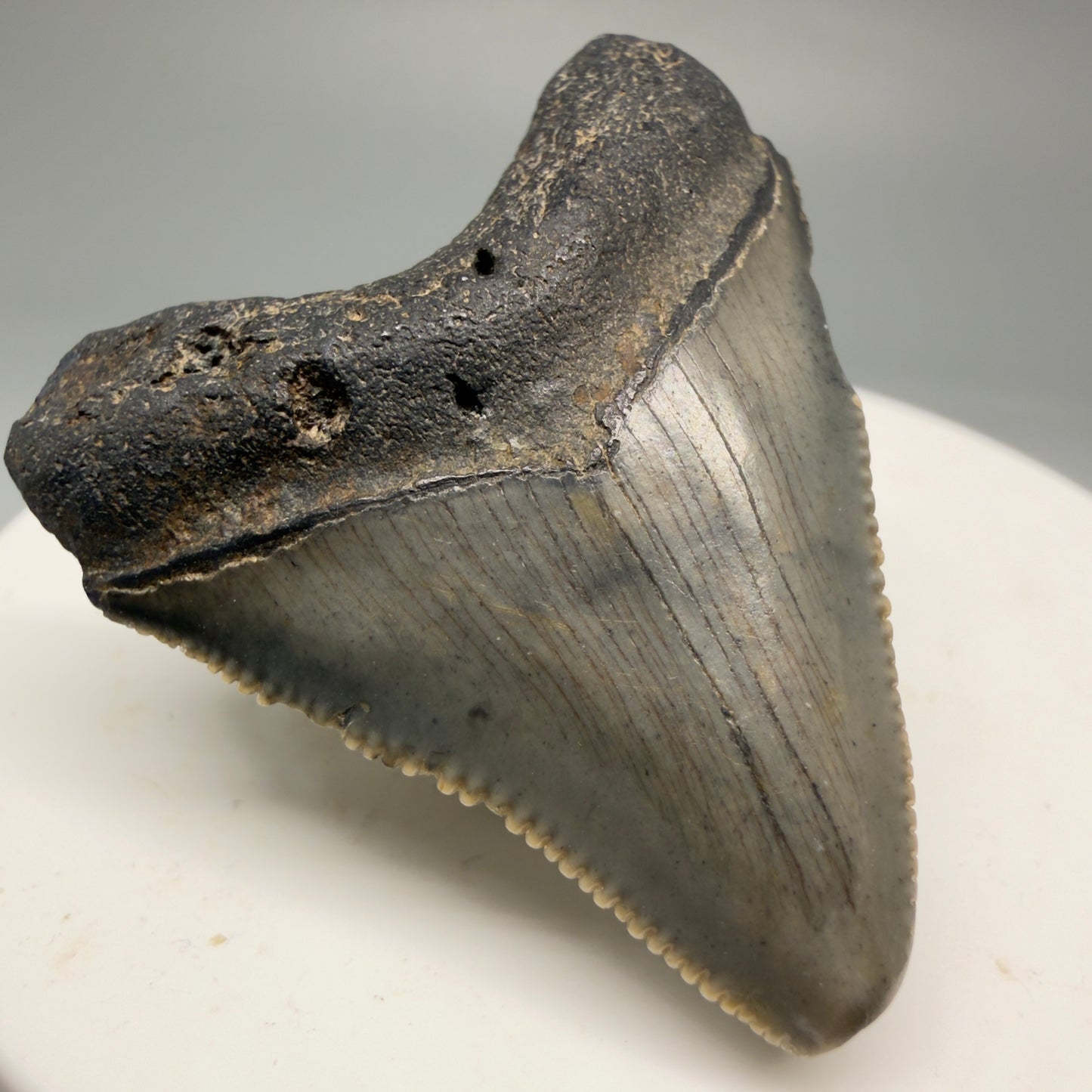 Front Left View 1.71" Colorful  Fossil Megalodon Tooth – South Carolina River Find | Authentic Megalodon Tooth CM5749