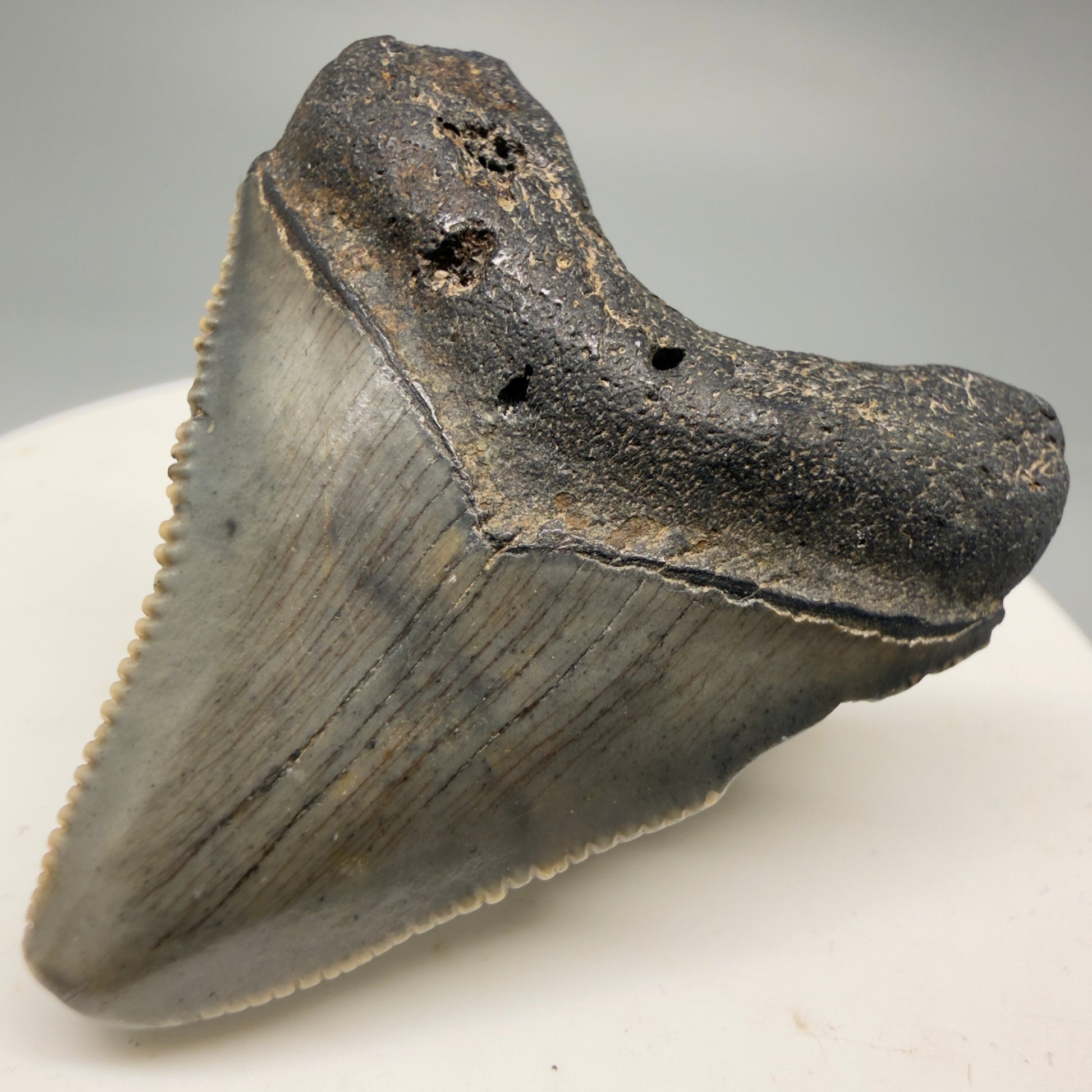 Front Right View 1.71" Colorful  Fossil Megalodon Tooth – South Carolina River Find | Authentic Megalodon Tooth CM5749