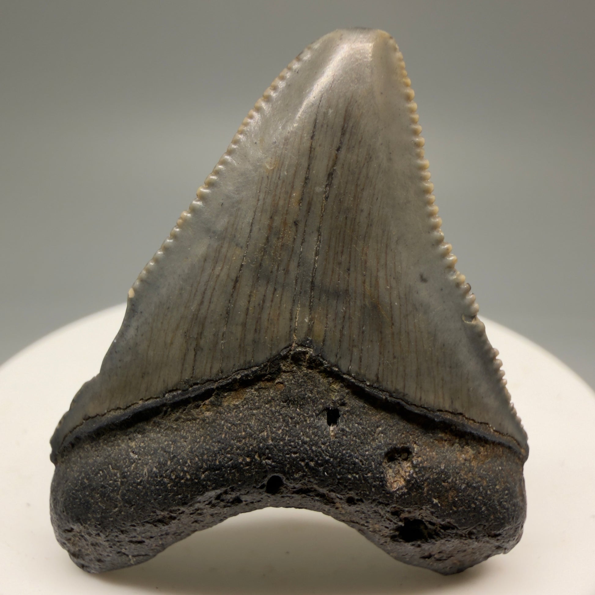 Front View 1.71" Colorful  Fossil Megalodon Tooth – South Carolina River Find | Authentic Megalodon Tooth CM5749 - 1