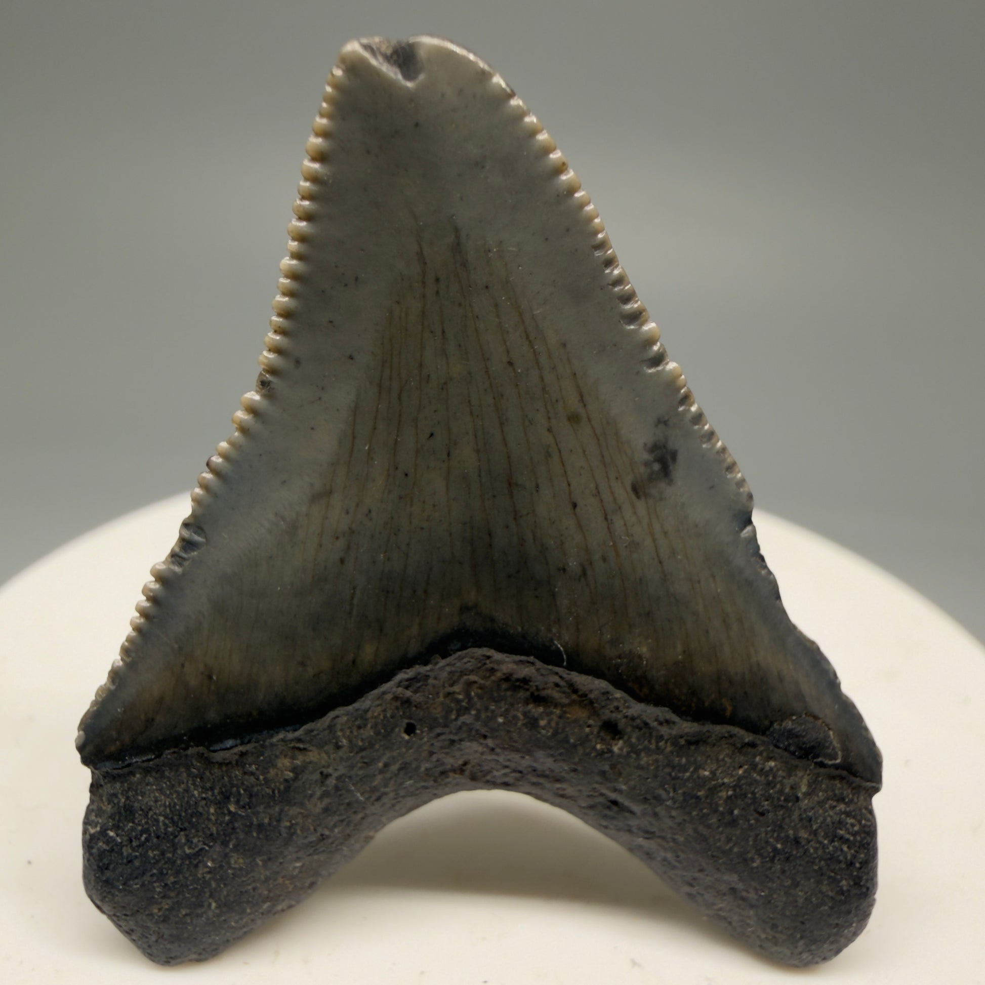 Back View 1.71" Colorful  Fossil Megalodon Tooth – South Carolina River Find | Authentic Megalodon Tooth CM5749