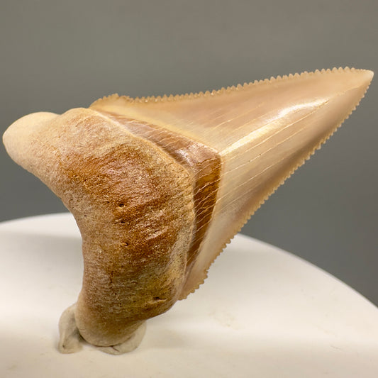 High Quality, colorful 1.80" Fossil Chubutensis Shark Tooth from Ica, Peru CM5075 - Front