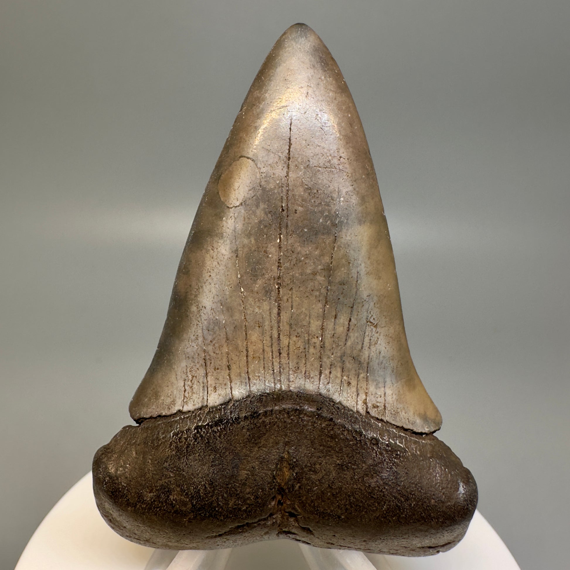 Brown 2.70" Fossil Extinct Mako - Isurus hastalis Tooth from Southeast, USA M584 - Front