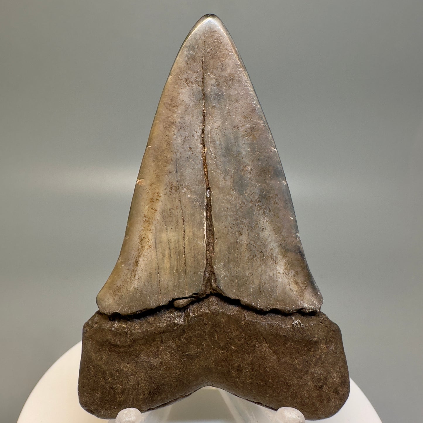 Brown 2.70" Fossil Extinct Mako - Isurus hastalis Tooth from Southeast, USA M584 - Back