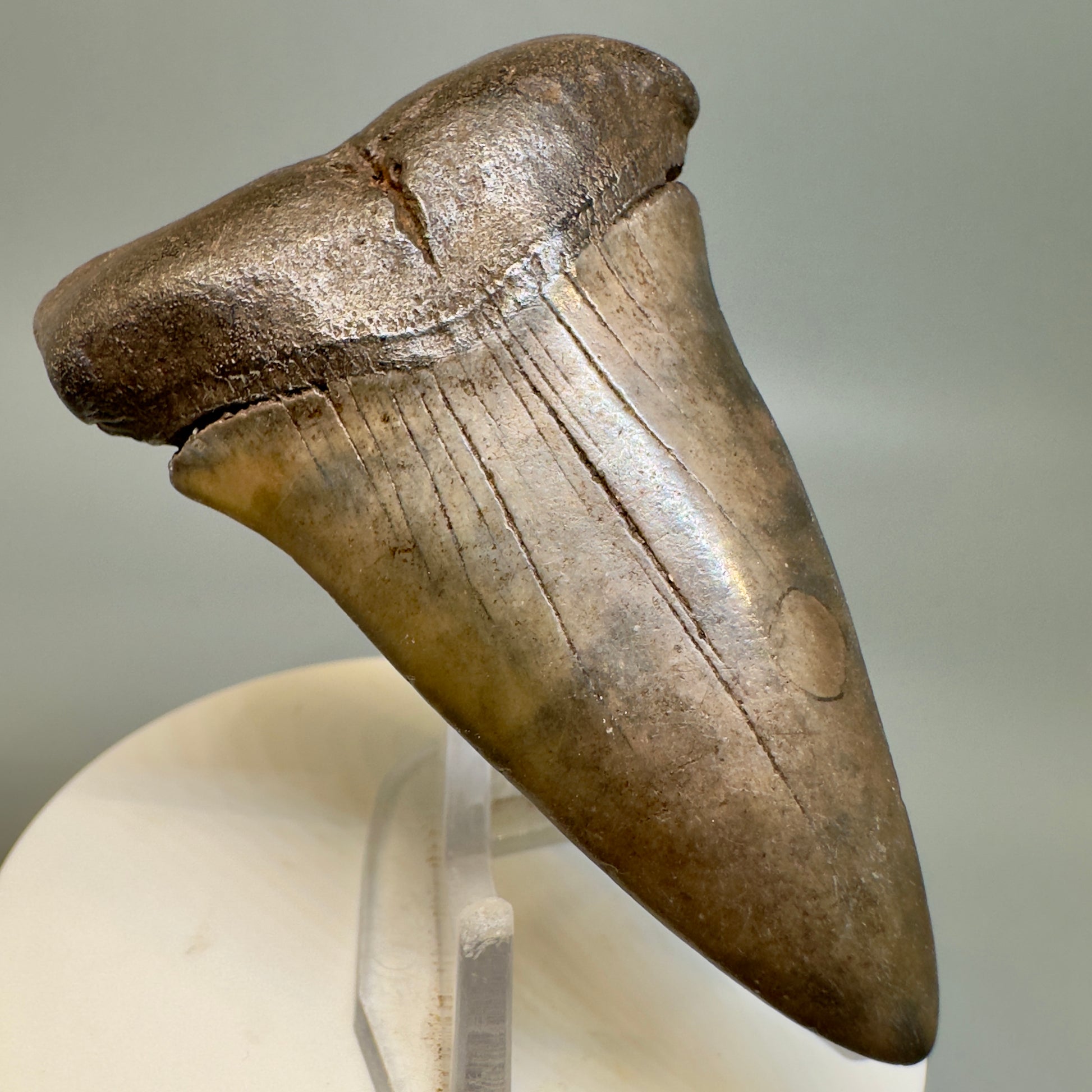 Brown 2.70" Fossil Extinct Mako - Isurus hastalis Tooth from Southeast, USA M584 - Front Left