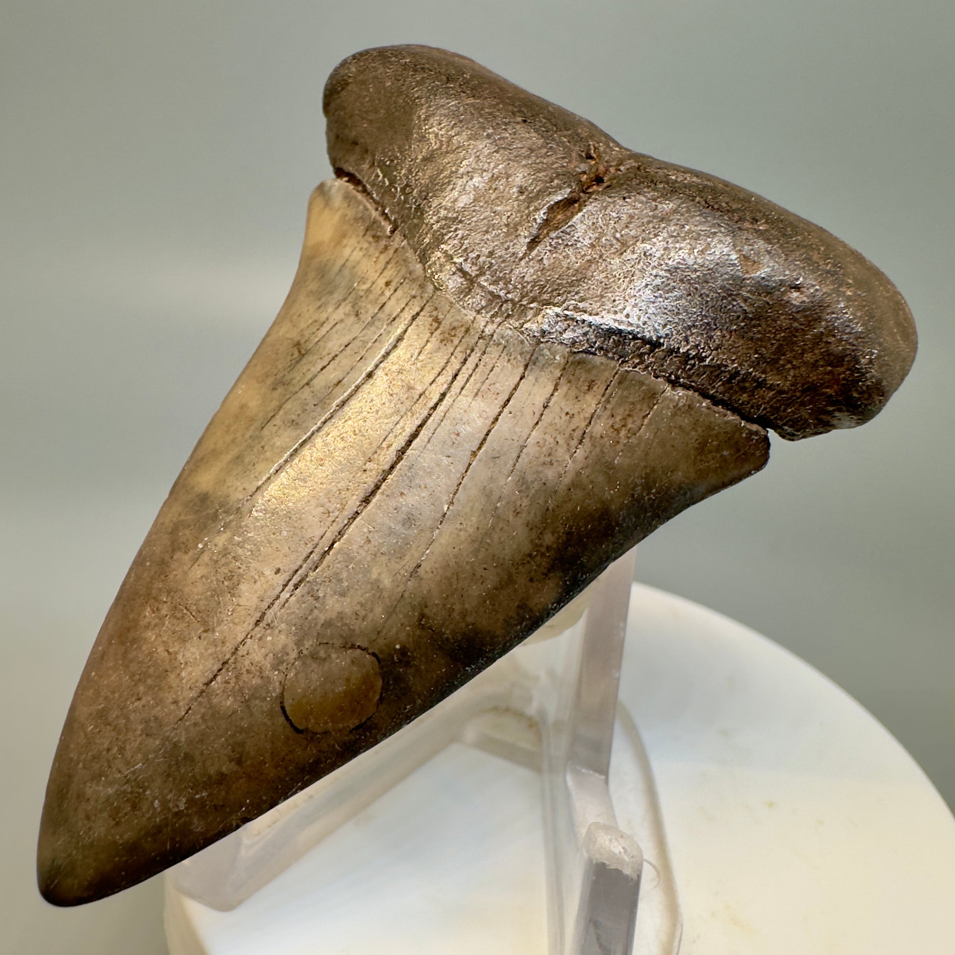 Brown 2.70" Fossil Extinct Mako - Isurus hastalis Tooth from Southeast, USA M584 - Front Right