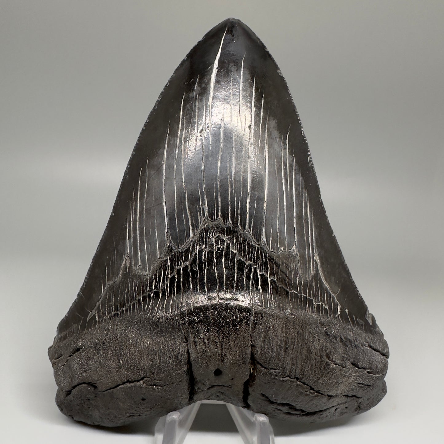 HUGE black 5.18" Chubutensis Shark Tooth from South Carolina CM5080 - Front