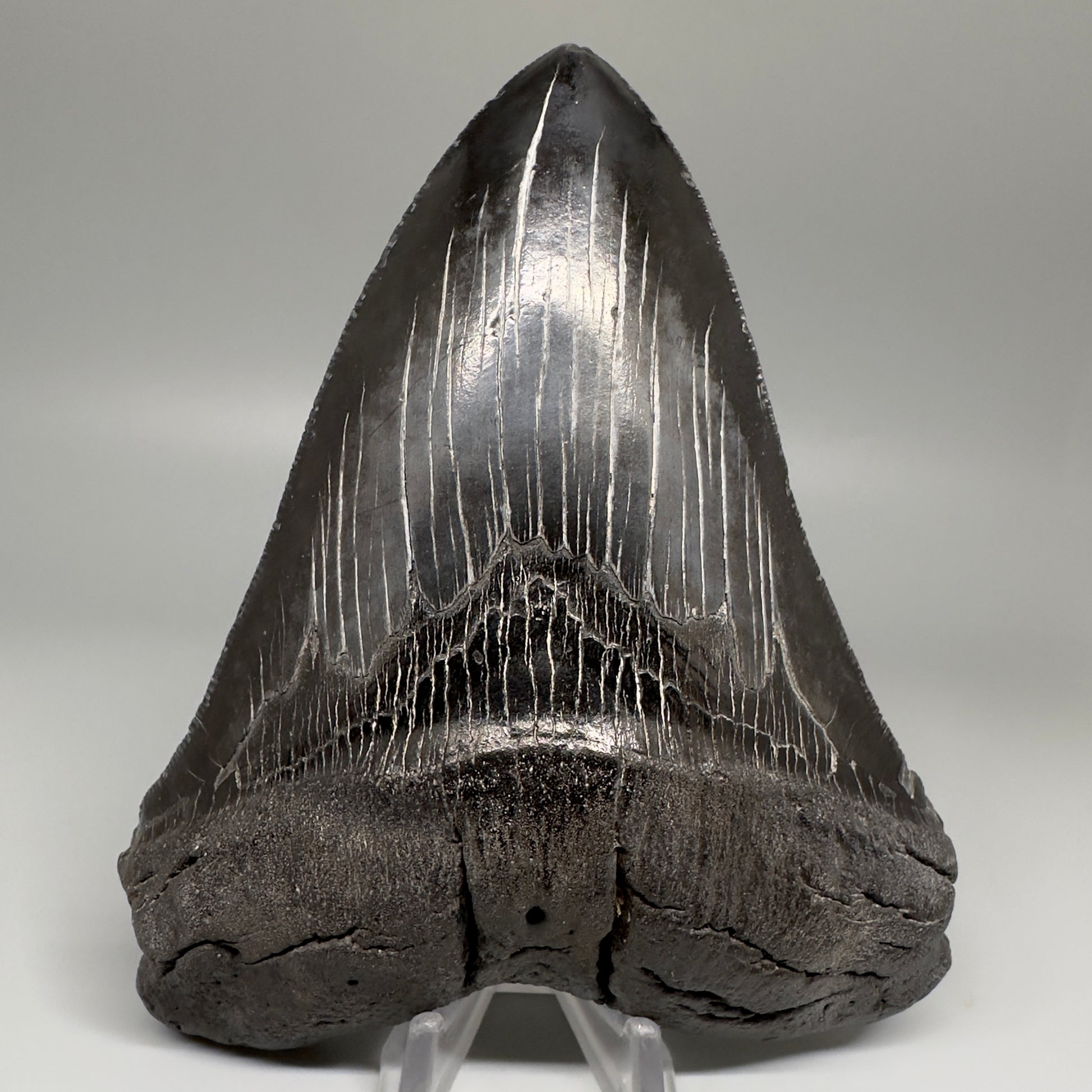 HUGE black 5.18" Chubutensis Shark Tooth from South Carolina CM5080 - Front