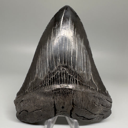 HUGE black 5.18" Chubutensis Shark Tooth from South Carolina CM5080 - Front