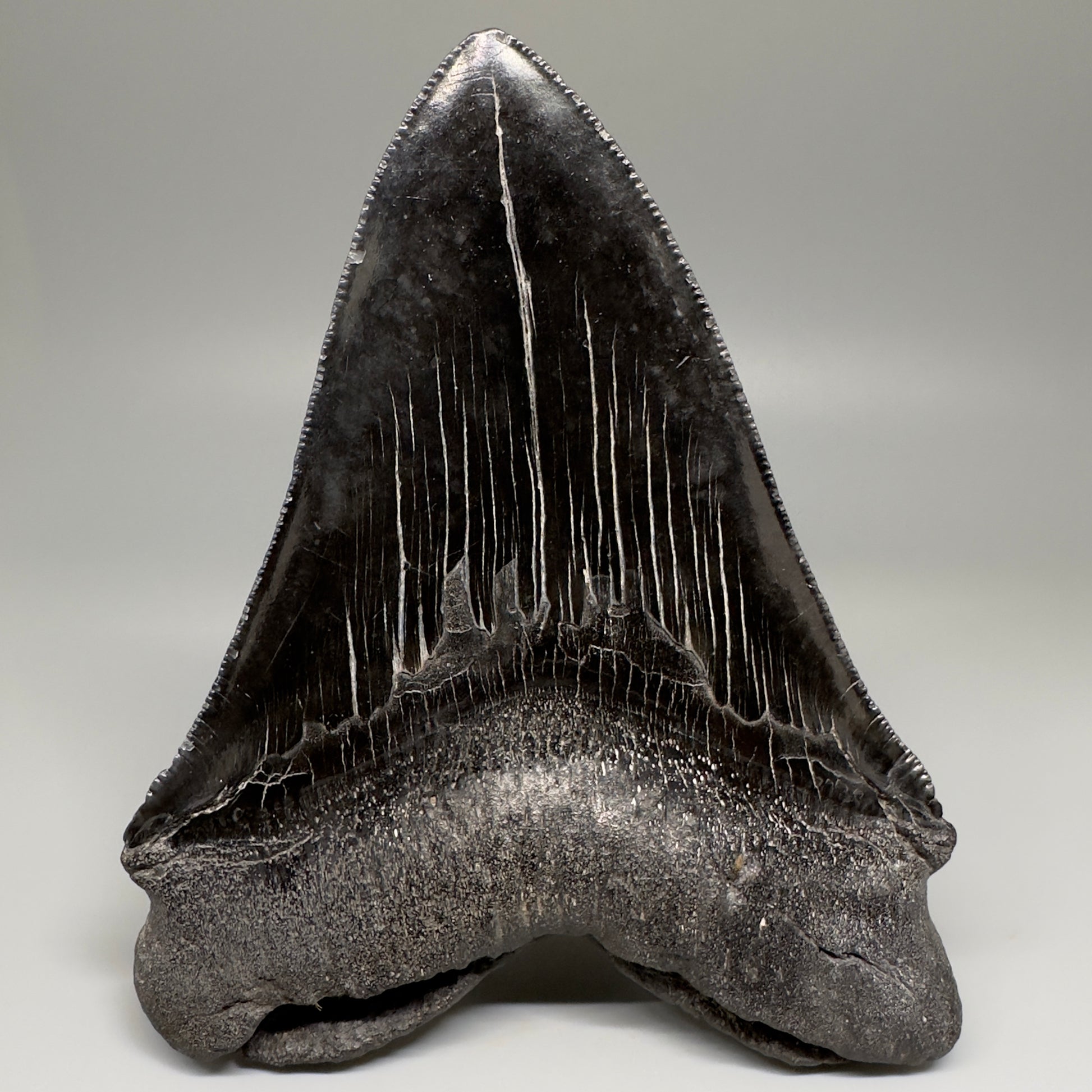 HUGE black 5.18" Chubutensis Shark Tooth from South Carolina CM5080 - Back 1