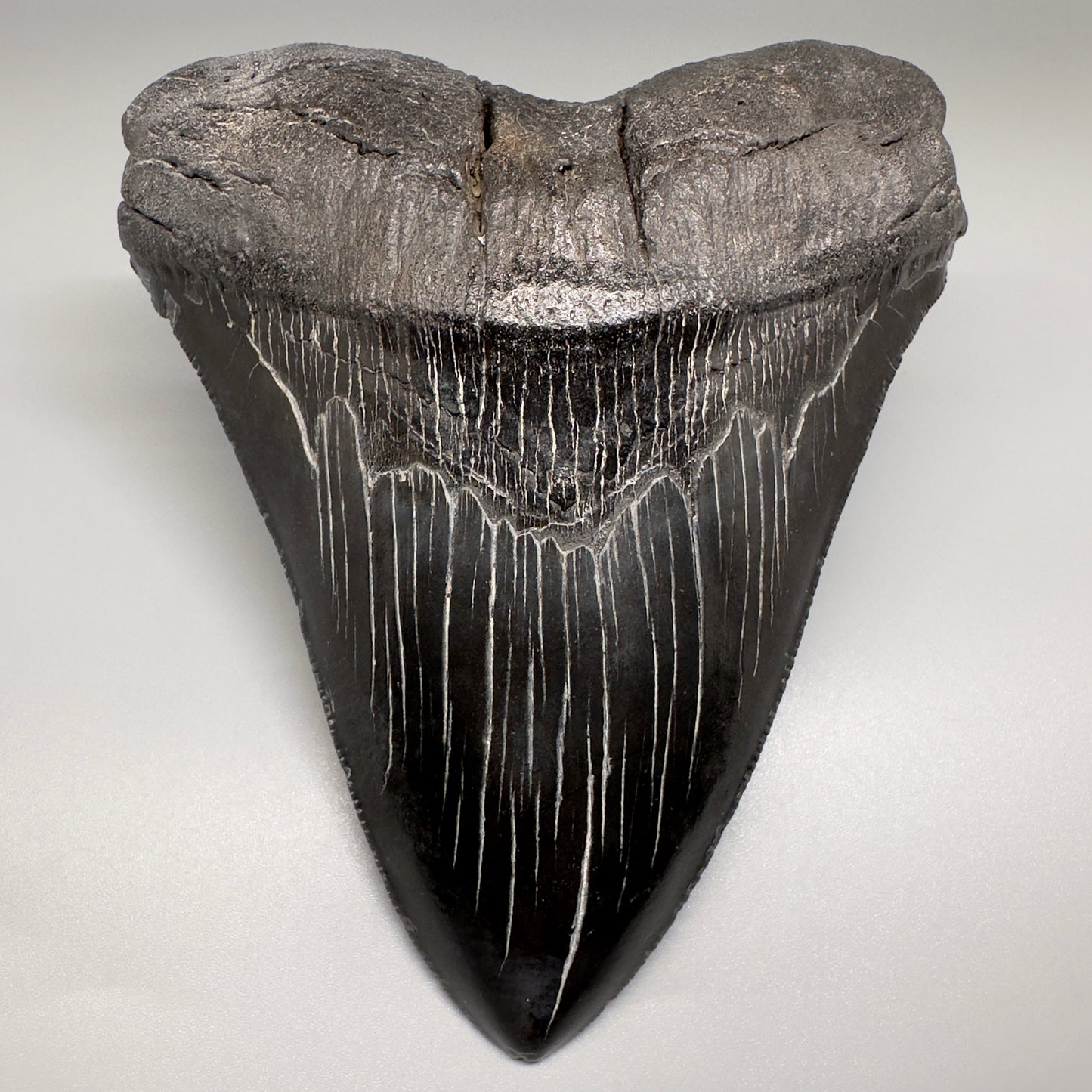 HUGE black 5.18" Chubutensis Shark Tooth from South Carolina CM5080 - Front1