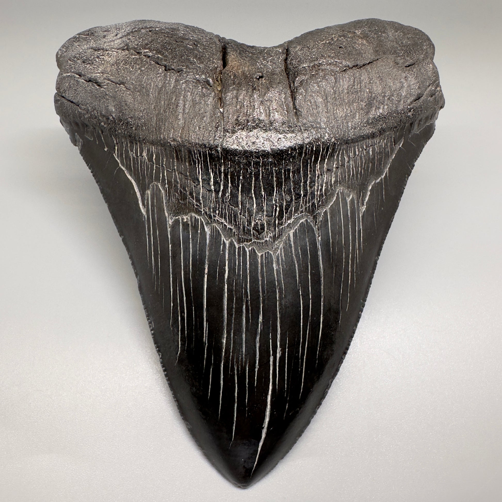 HUGE black 5.18" Chubutensis Shark Tooth from South Carolina CM5080 - Front1