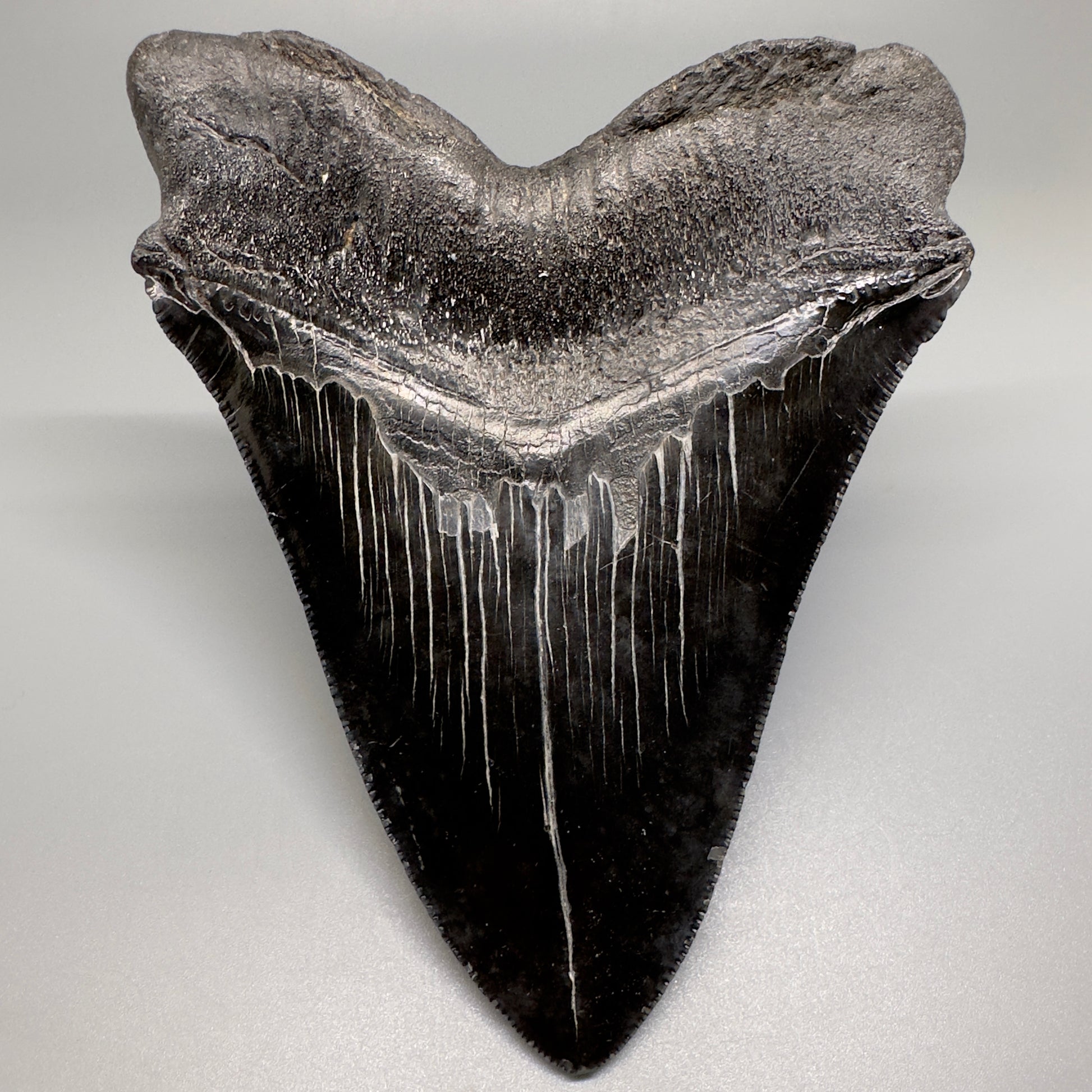 HUGE black 5.18" Chubutensis Shark Tooth from South Carolina CM5080 - Back 