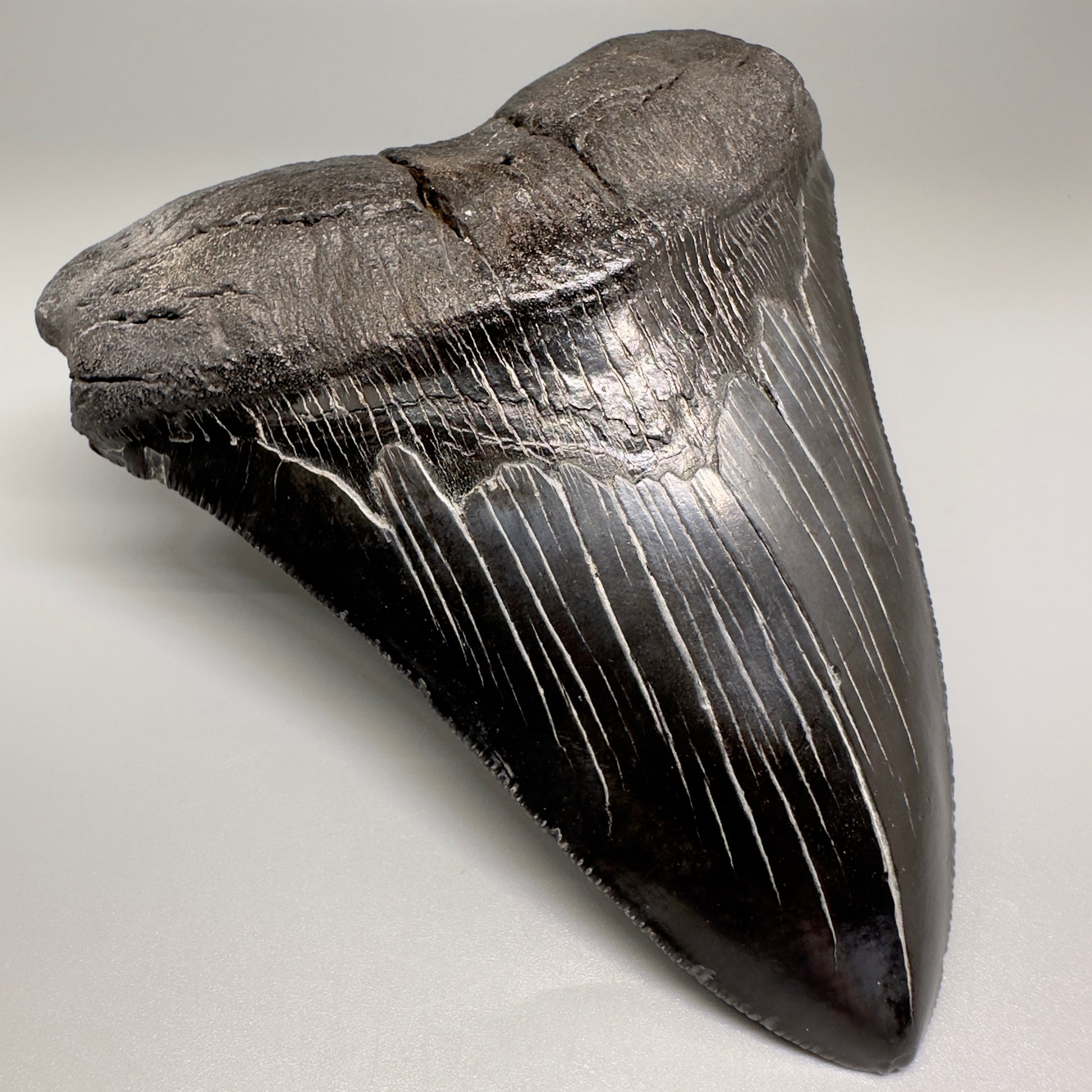 HUGE black 5.18" Chubutensis Shark Tooth from South Carolina CM5080 - Front Left