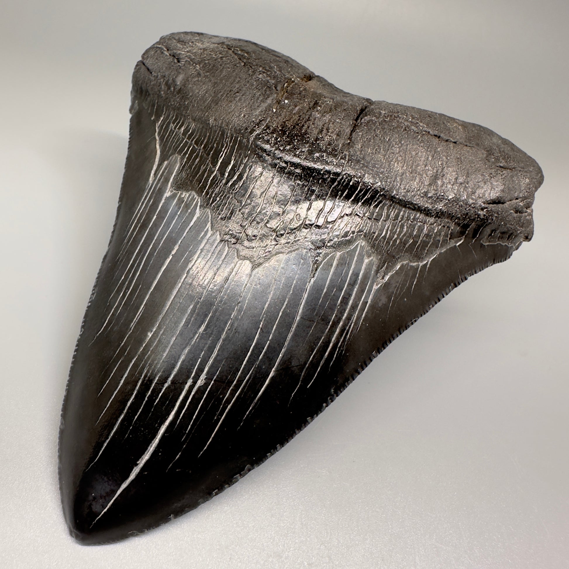 HUGE black 5.18" Chubutensis Shark Tooth from South Carolina CM5080 - Front Right