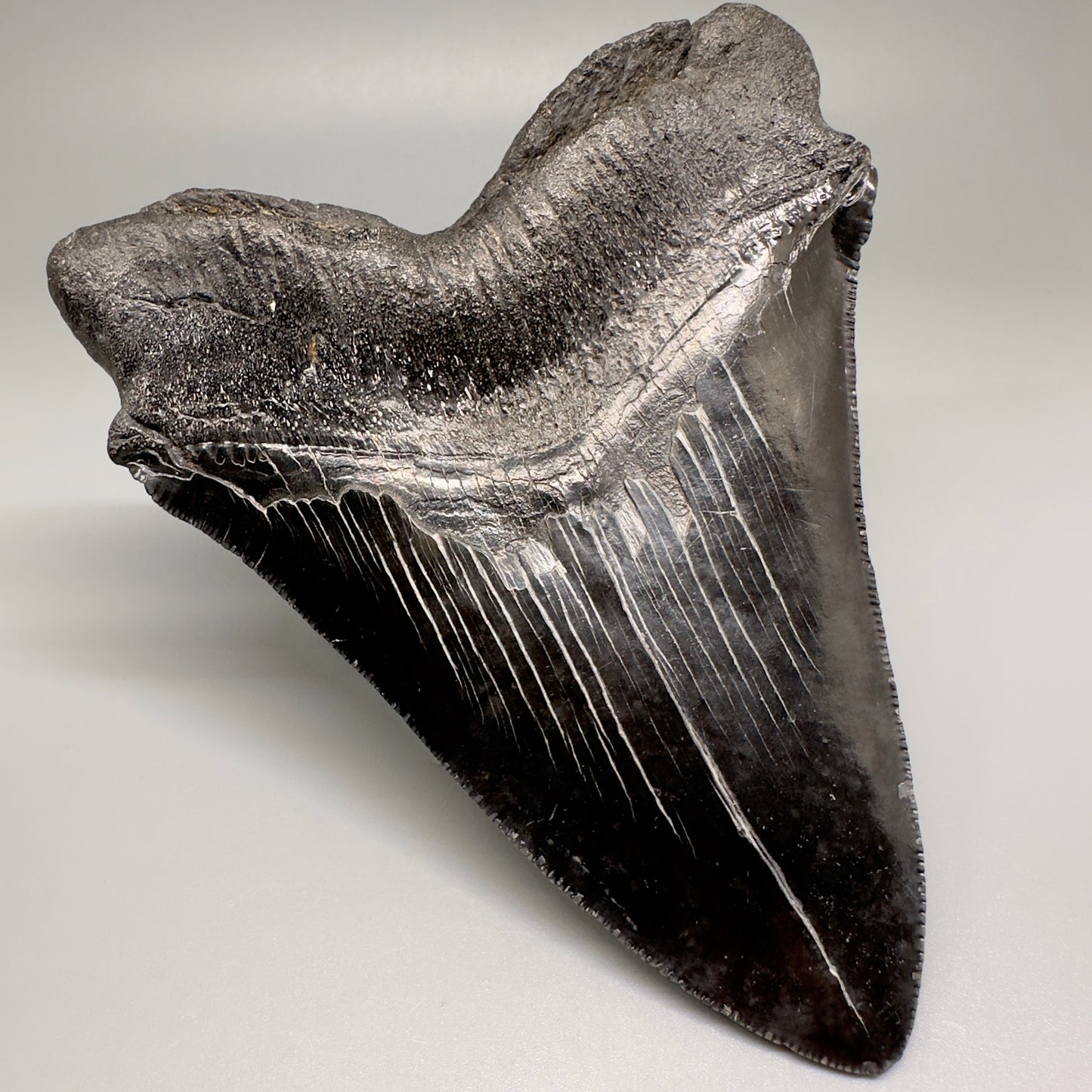HUGE black 5.18" Chubutensis Shark Tooth from South Carolina CM5080 - Back Left