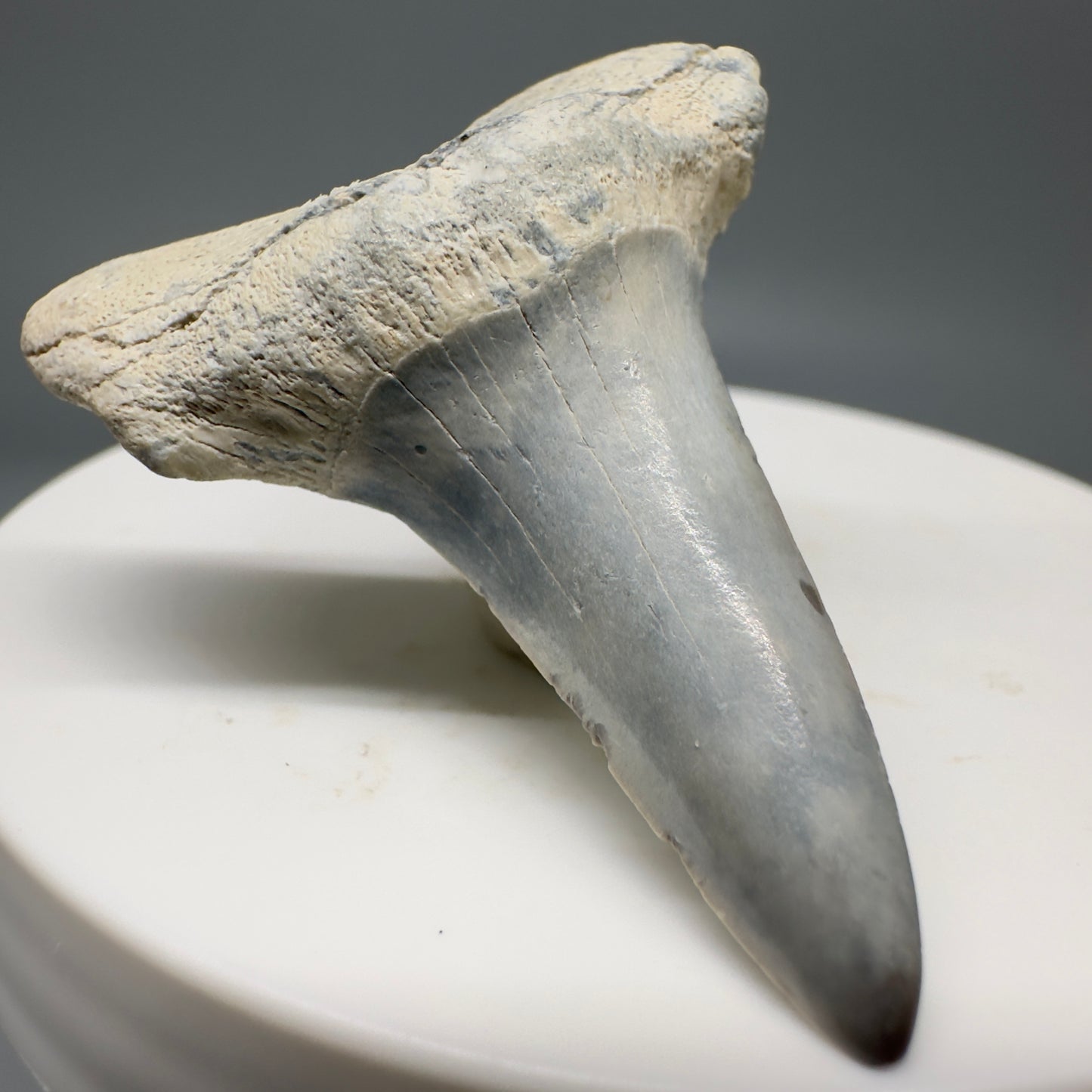 Colorful 1.75" Fossil Shortfin Mako - Isurus desori Tooth - Summerville, SC M576 - Front Left