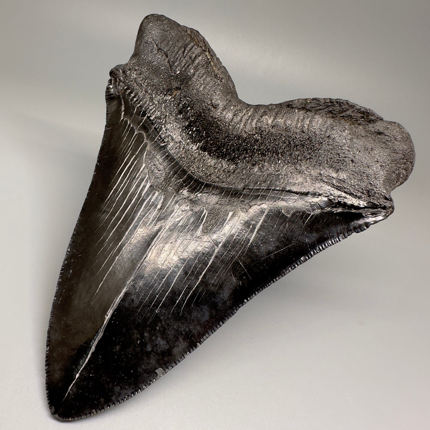 HUGE black 5.18" Chubutensis Shark Tooth from South Carolina CM5080 - Back  Right