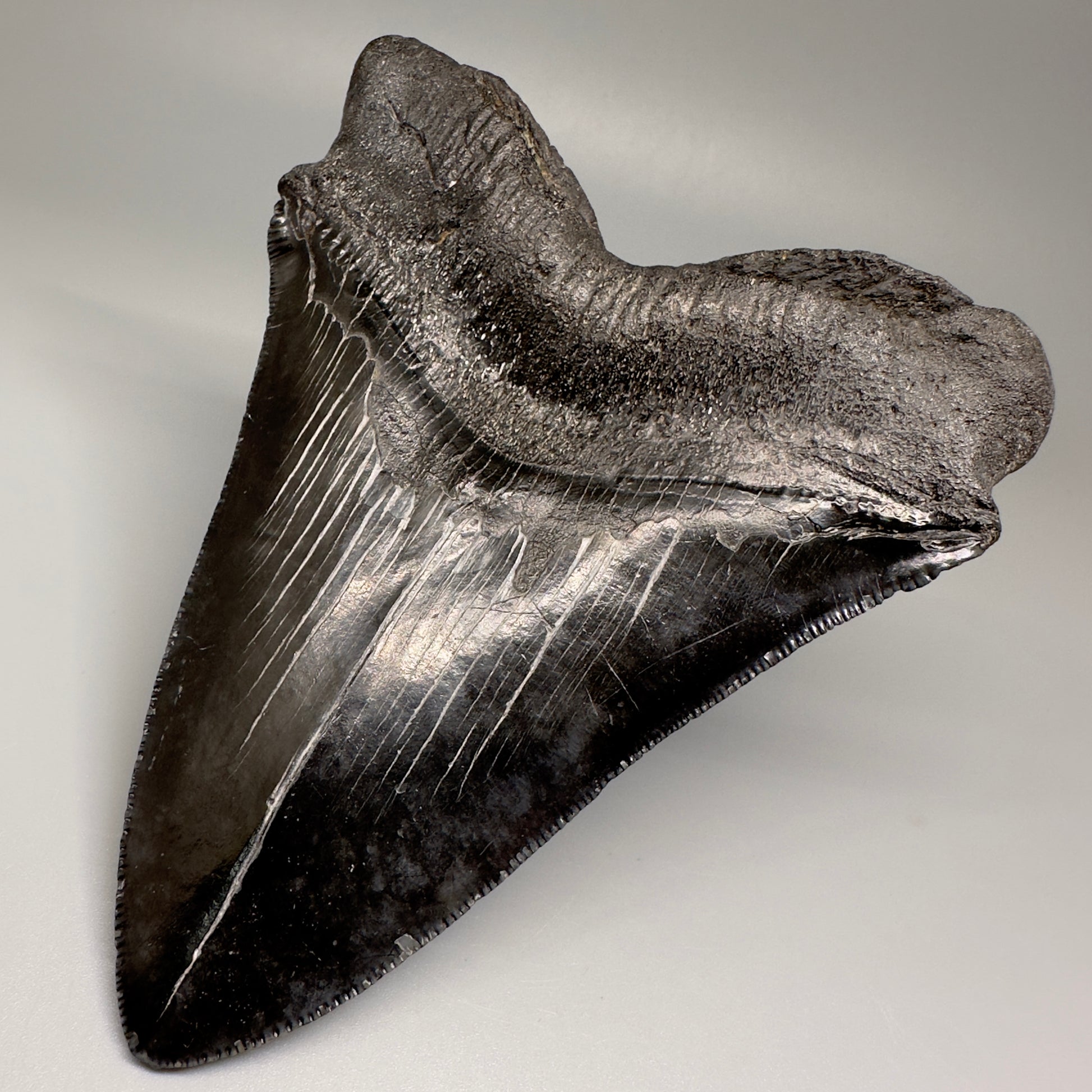 HUGE black 5.18" Chubutensis Shark Tooth from South Carolina CM5080 - Back  Right