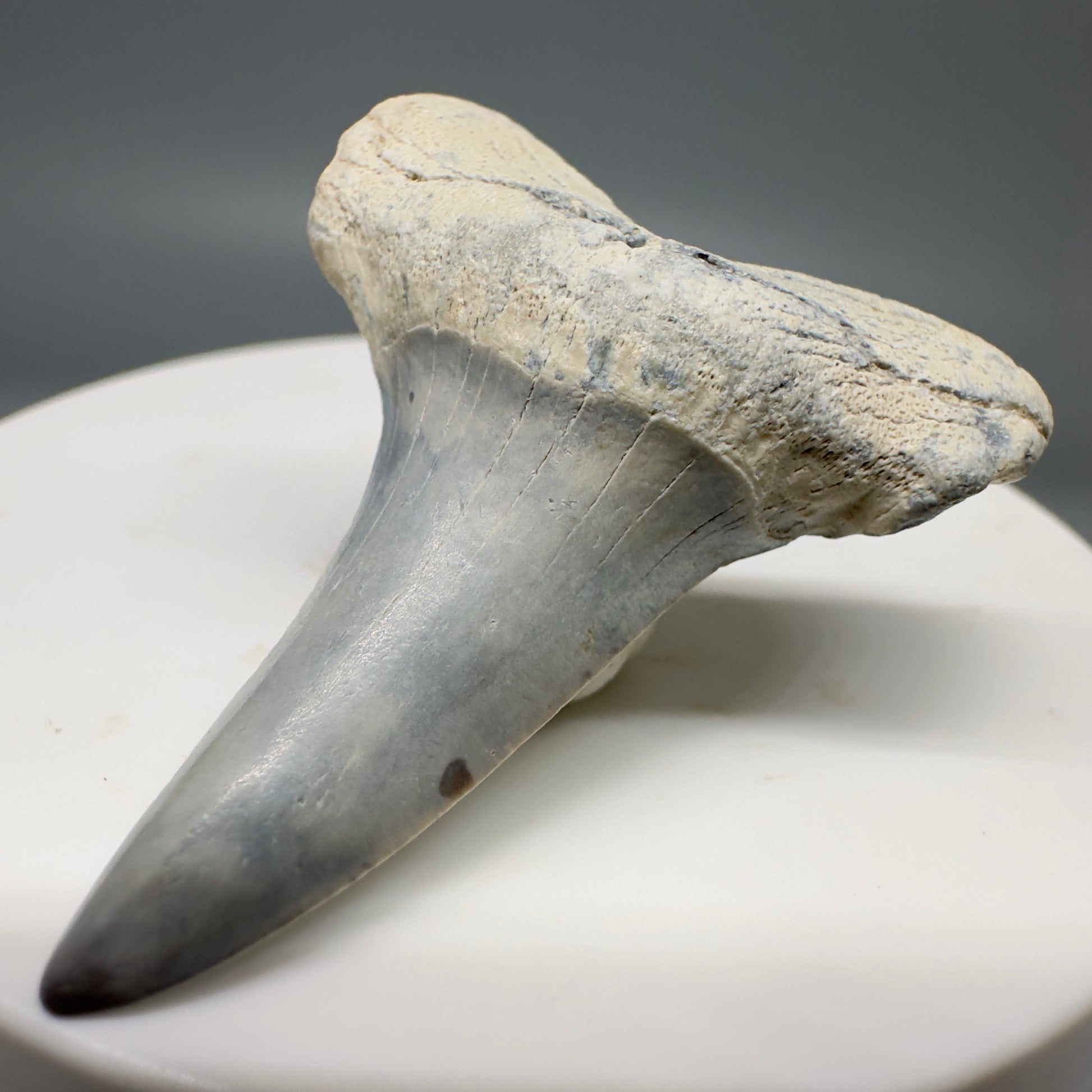 Colorful 1.75" Fossil Shortfin Mako - Isurus desori Tooth - Summerville, SC M576 - Front Right