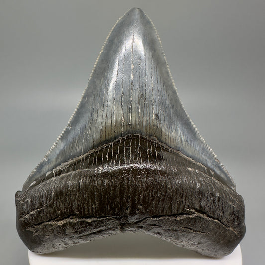 Gorgeous, colorful  3.25" Chubutensis Shark Tooth from South Carolina