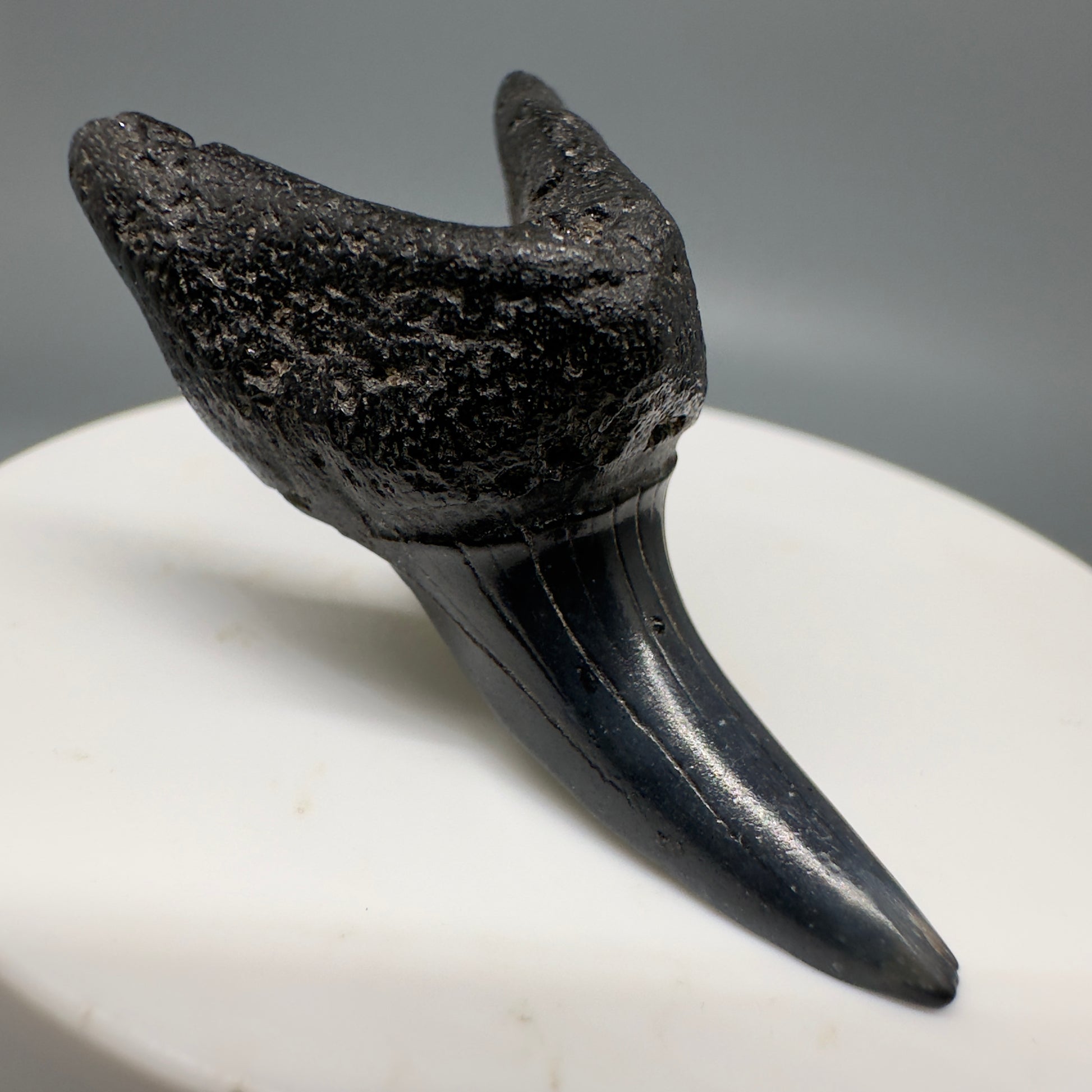 Dark colors 1.80" Fossil Shortfin Mako - Isurus oxyrinchus Tooth from SC M581 - Front  Left