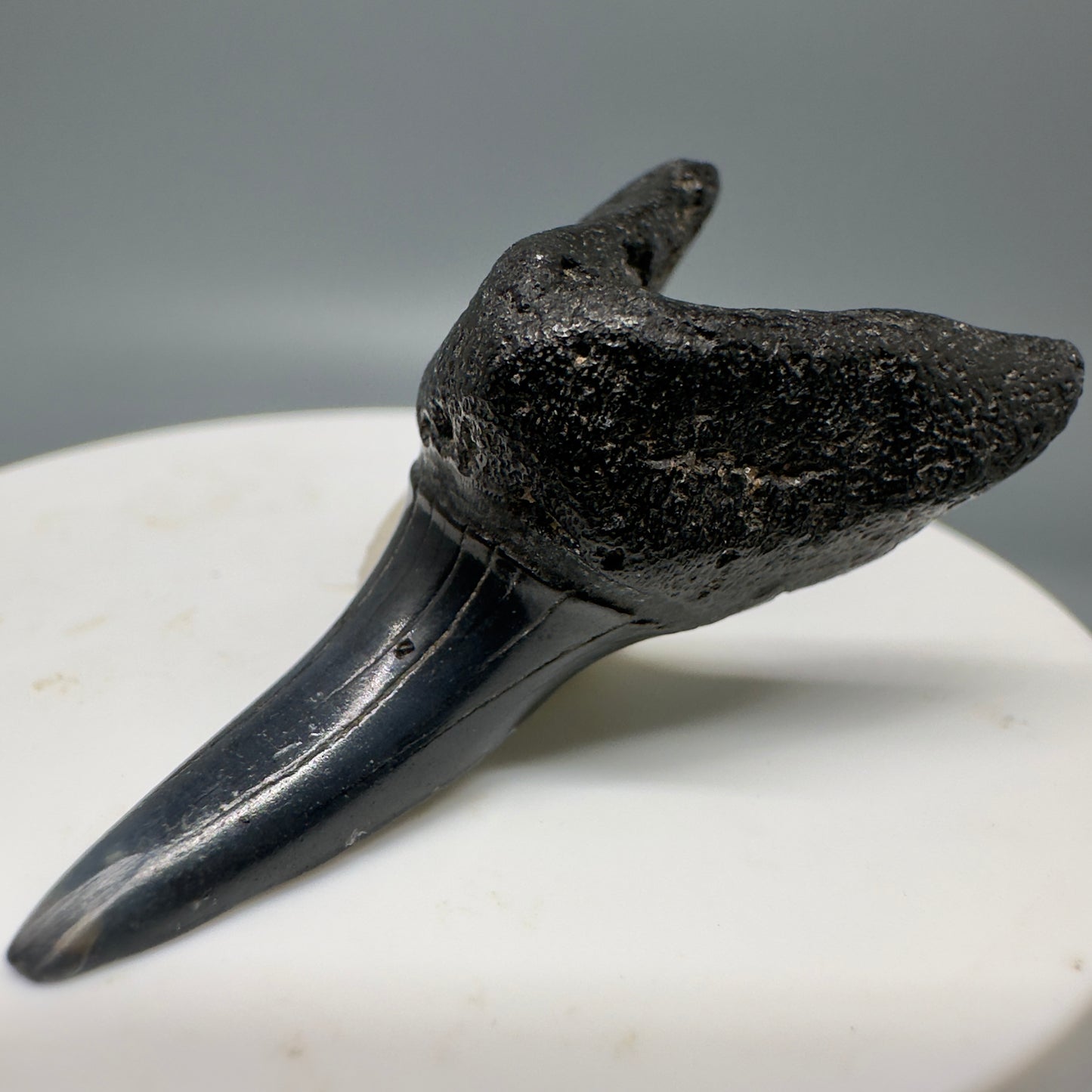 Dark colors 1.80" Fossil Shortfin Mako - Isurus oxyrinchus Tooth from SC M581 - Front Right