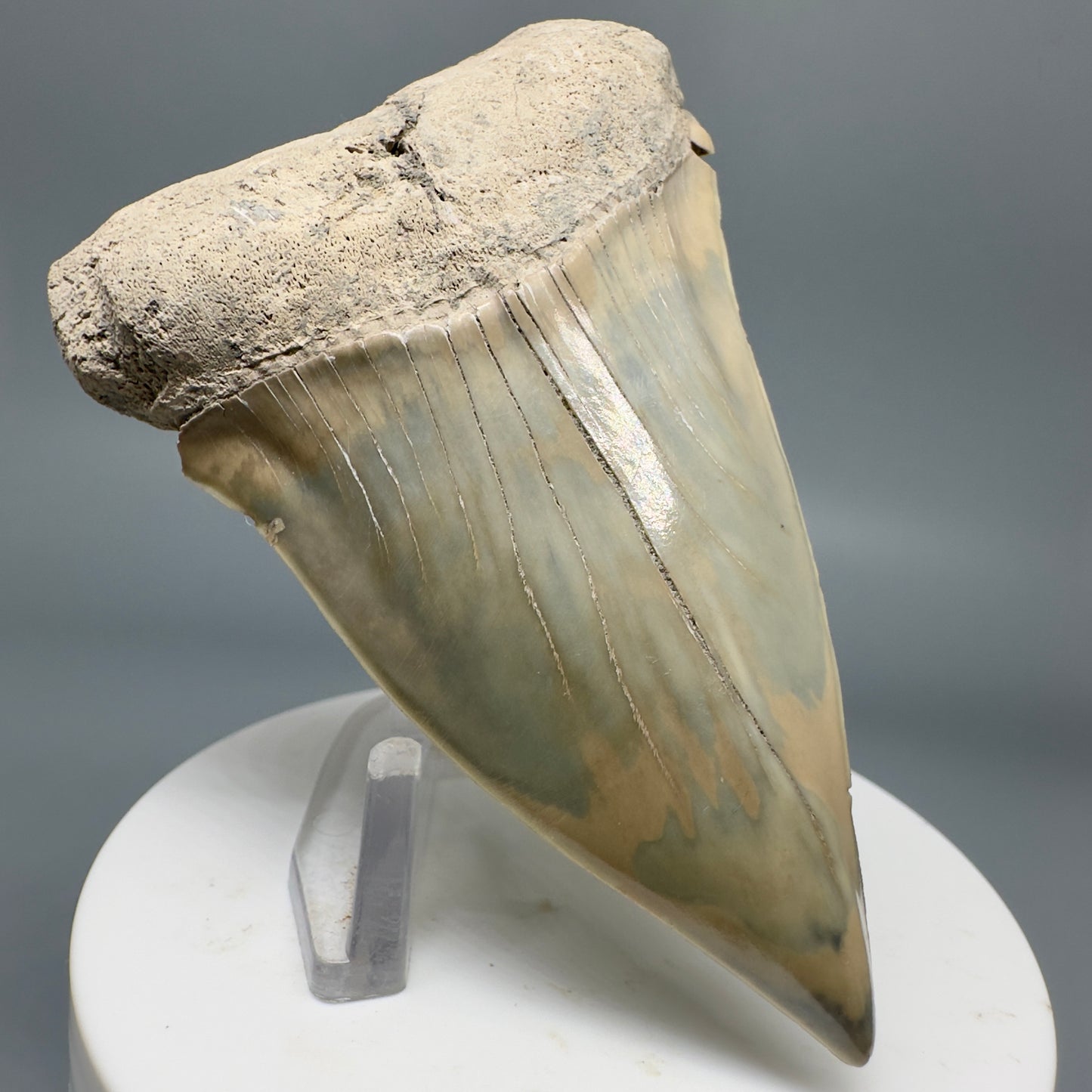 Max Size 3.07" Fossil Ext. Mako - Isurus hastalis Tooth - Aurora, NC M578 - Front Left
