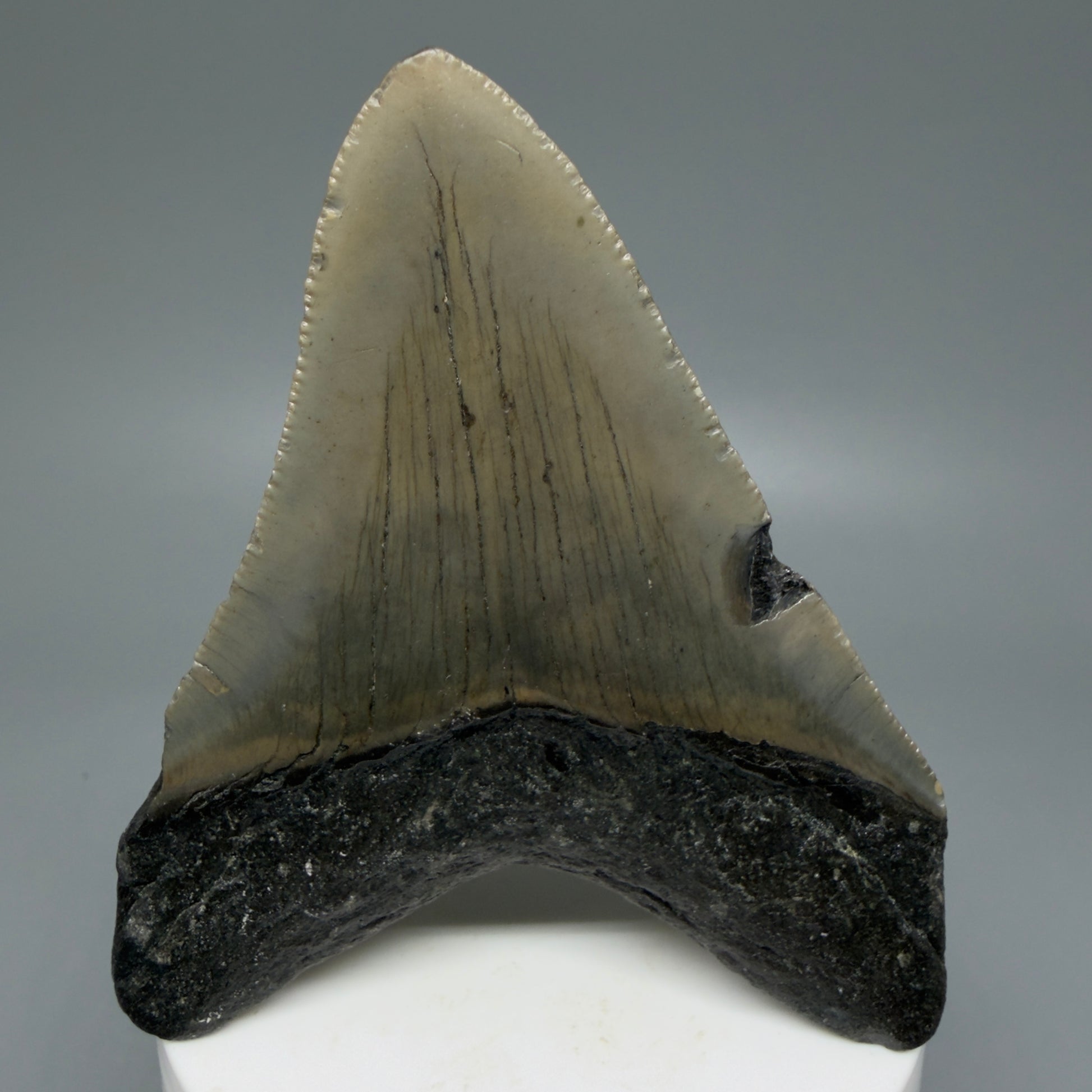 Back View Colorful 3.34" Fossil Megalodon Tooth from North Carolina - megalodonteeth.com CM6072
