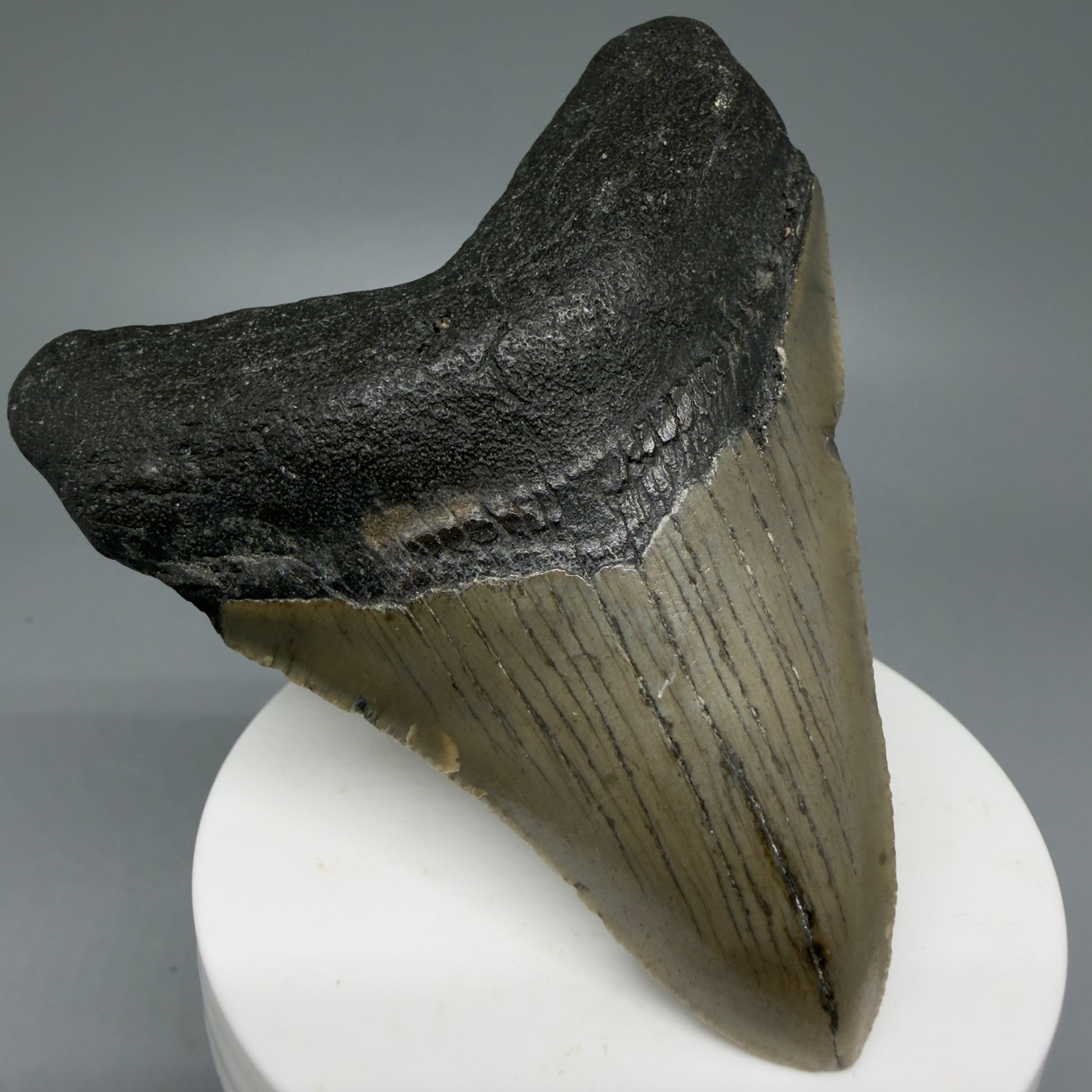 Front Left View Colorful 3.34" Fossil Megalodon Tooth from North Carolina - megalodonteeth.com CM6072