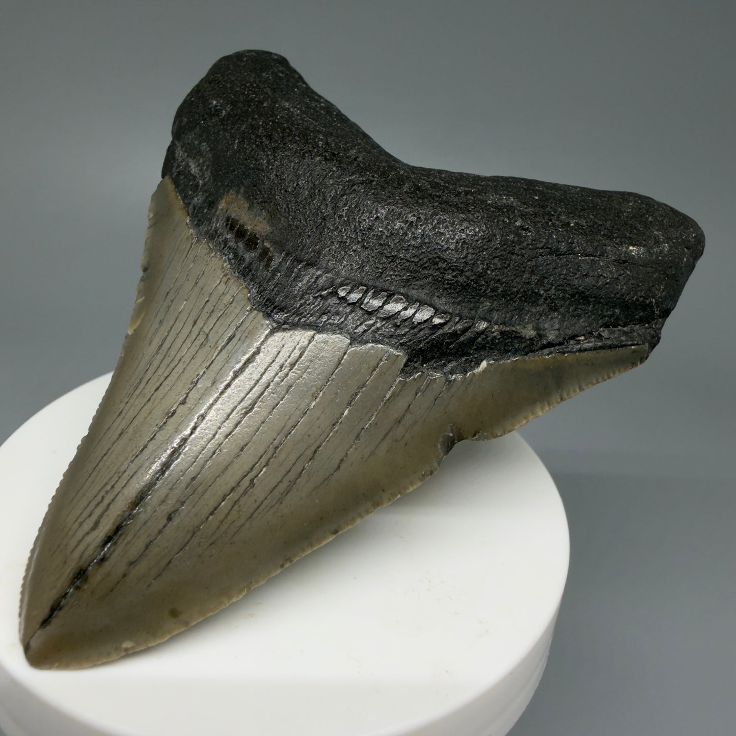 Front Right View Colorful 3.34" Fossil Megalodon Tooth from North Carolina - megalodonteeth.com CM6072