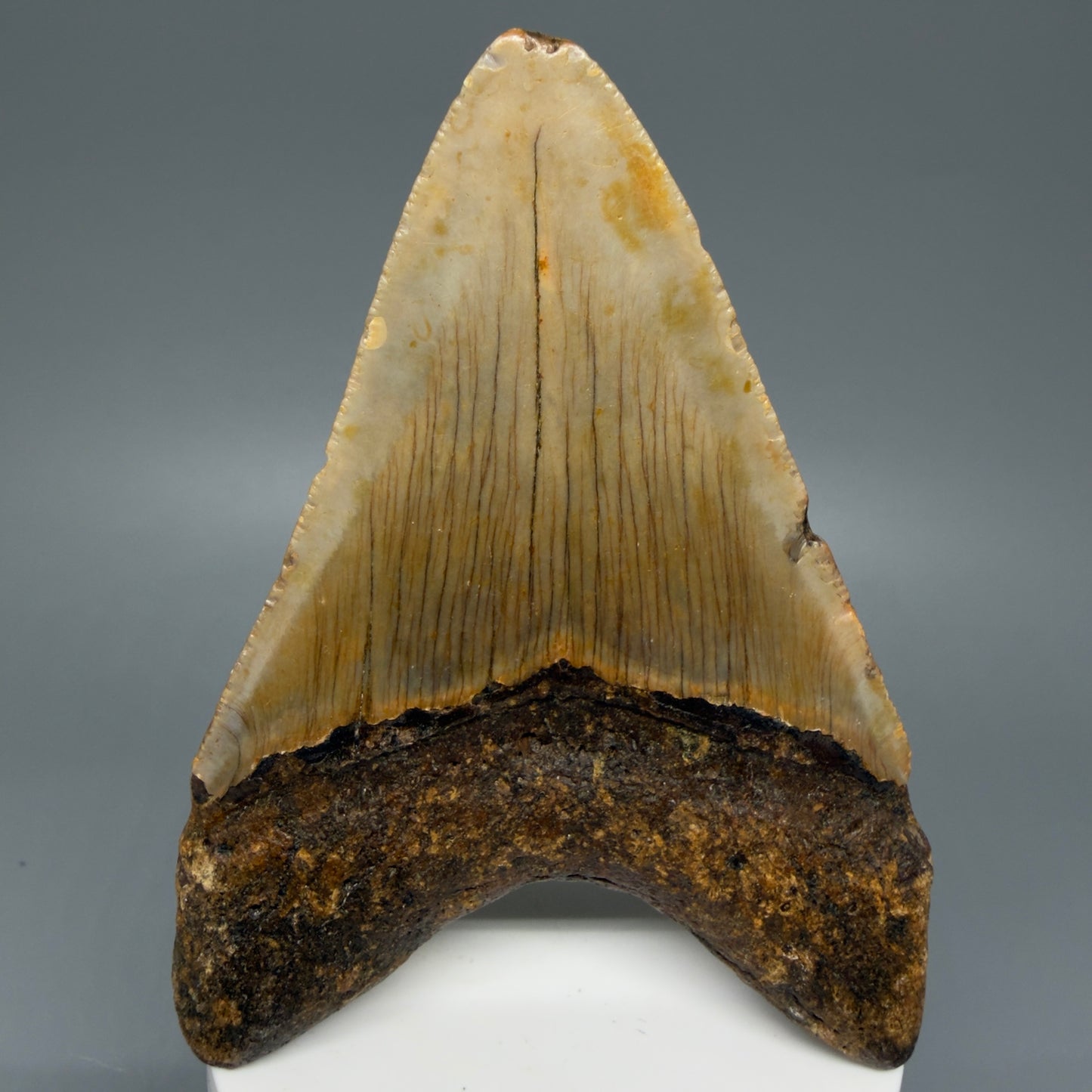Back View Colorful 3.93" Fossil Megalodon Tooth from North Carolina - megalodonteeth.com CM6076