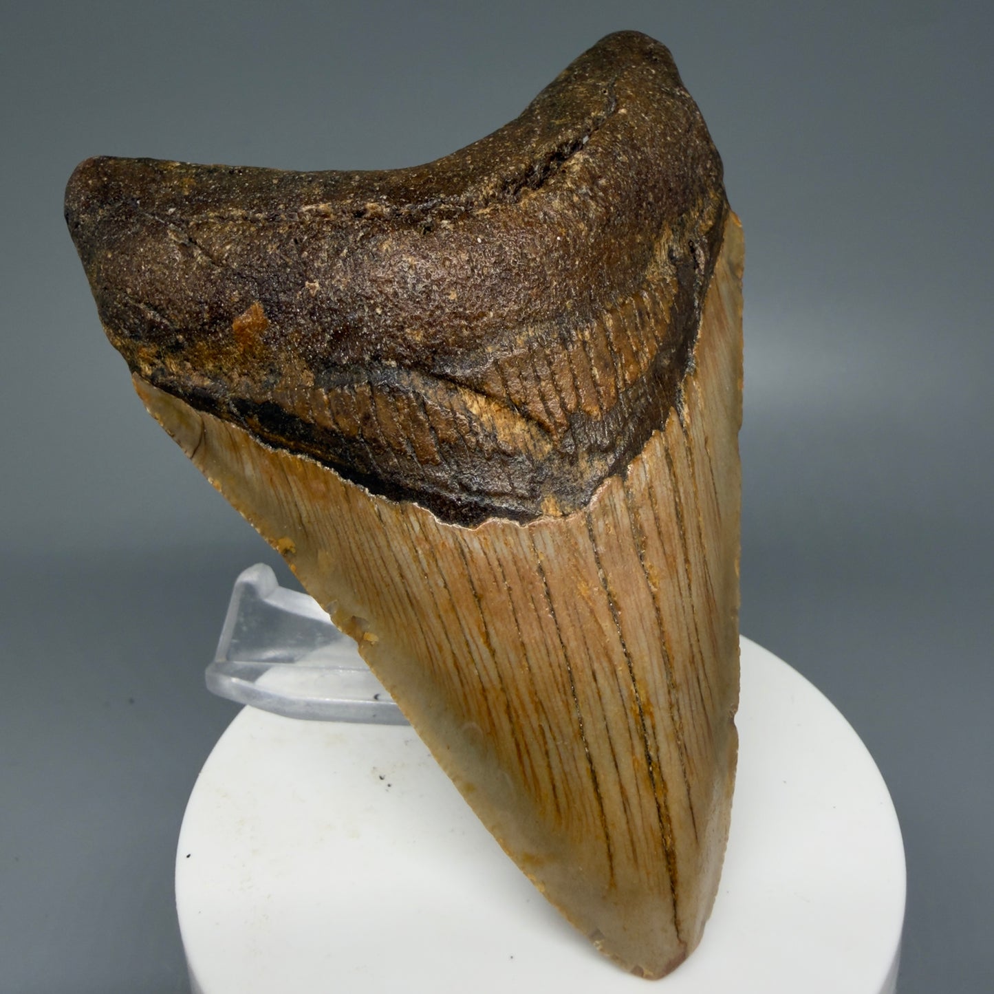 Front Left View Colorful 3.93" Fossil Megalodon Tooth from North Carolina - megalodonteeth.com CM6076