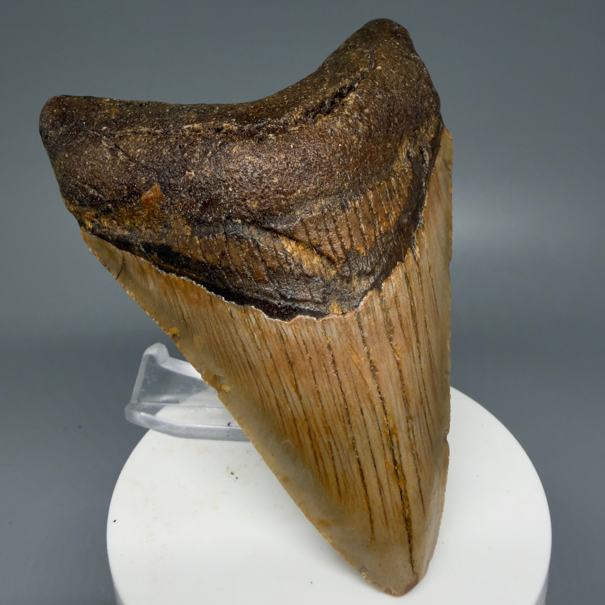 Front Left View Colorful 3.93" Fossil Megalodon Tooth from North Carolina - megalodonteeth.com CM6076