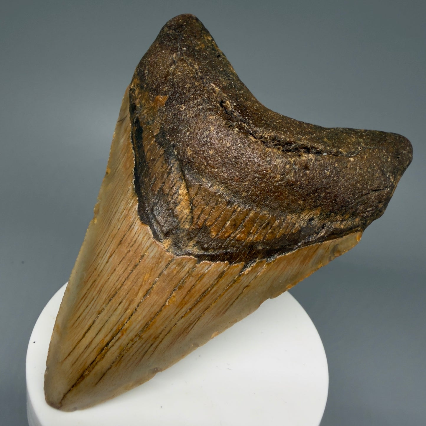 Front Right View Colorful 3.93" Fossil Megalodon Tooth from North Carolina - megalodonteeth.com CM6076