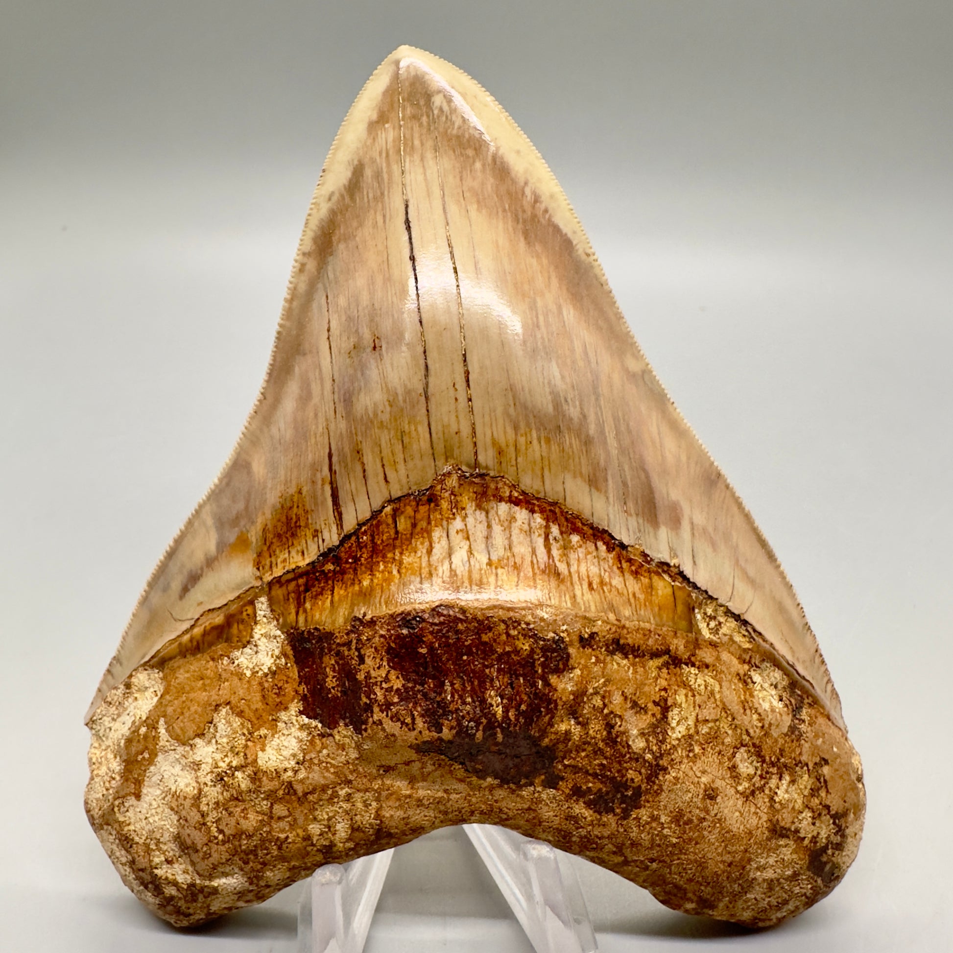 Collector's Quality 4.98" Fossil Megalodon Shark Tooth from West Java, Indonesia CM4752 - Front