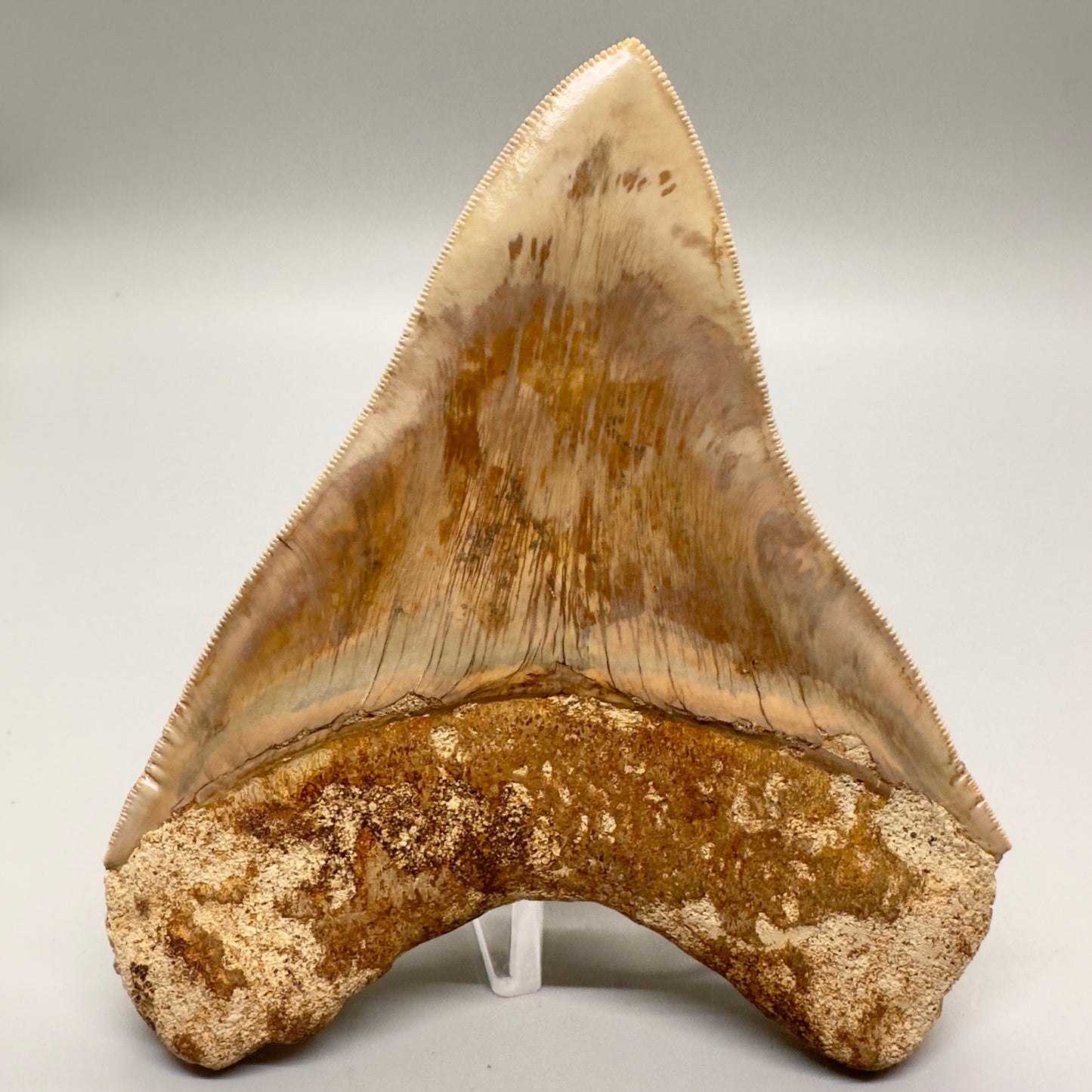 Collector's Quality 4.98" Fossil Megalodon Shark Tooth from West Java, Indonesia CM4752 - Back