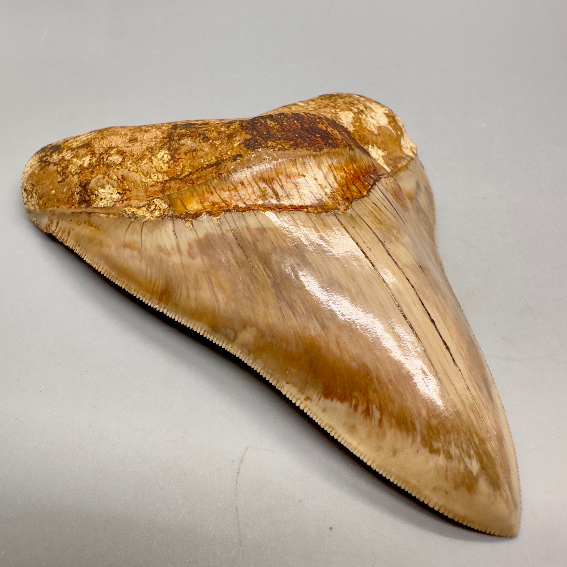 Collector's Quality 4.98" Fossil Megalodon Shark Tooth from West Java, Indonesia CM4752 - Front left