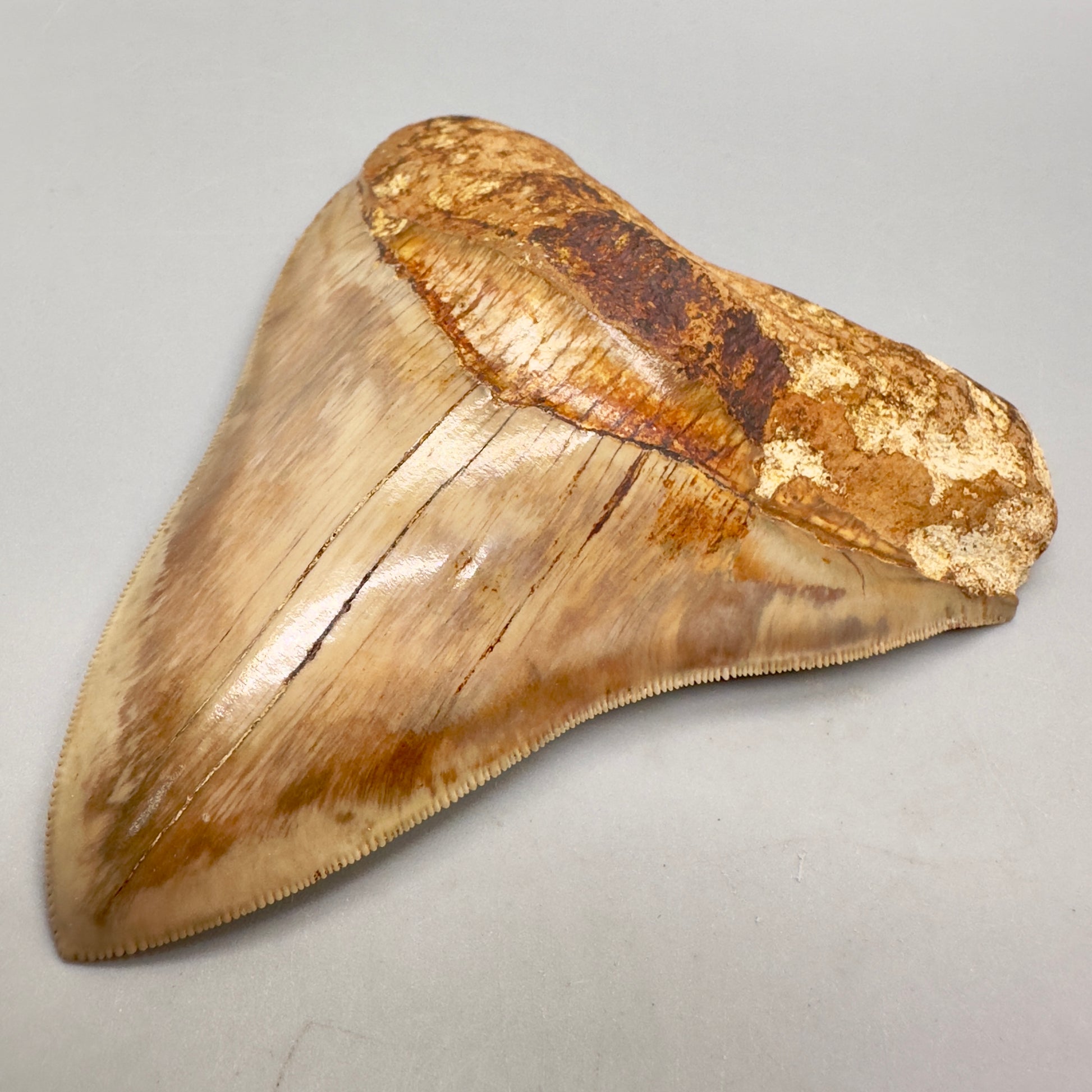 Collector's Quality 4.98" Fossil Megalodon Shark Tooth from West Java, Indonesia CM4752 - Front right