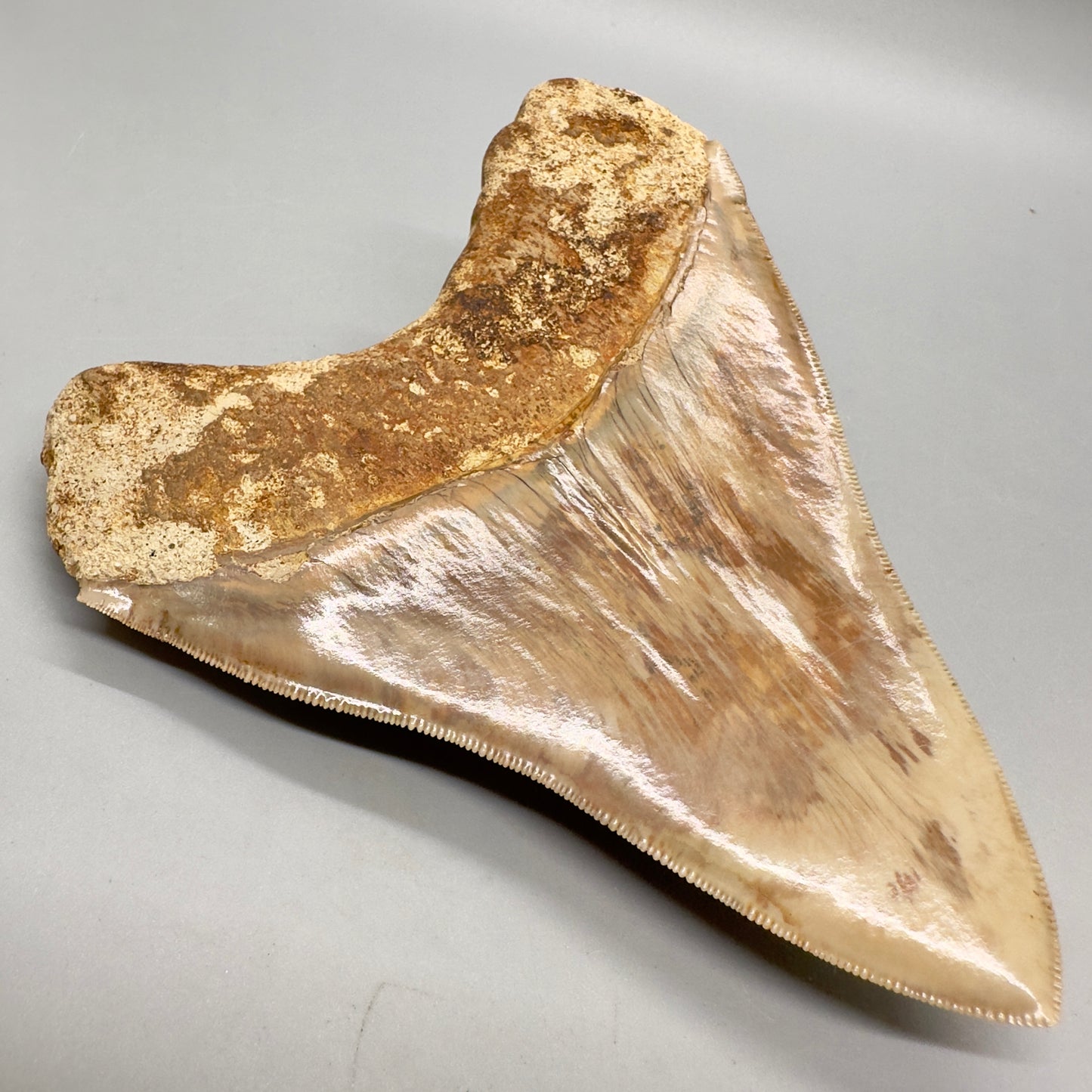 Collector's Quality 4.98" Fossil Megalodon Shark Tooth from West Java, Indonesia CM4752 - Back left