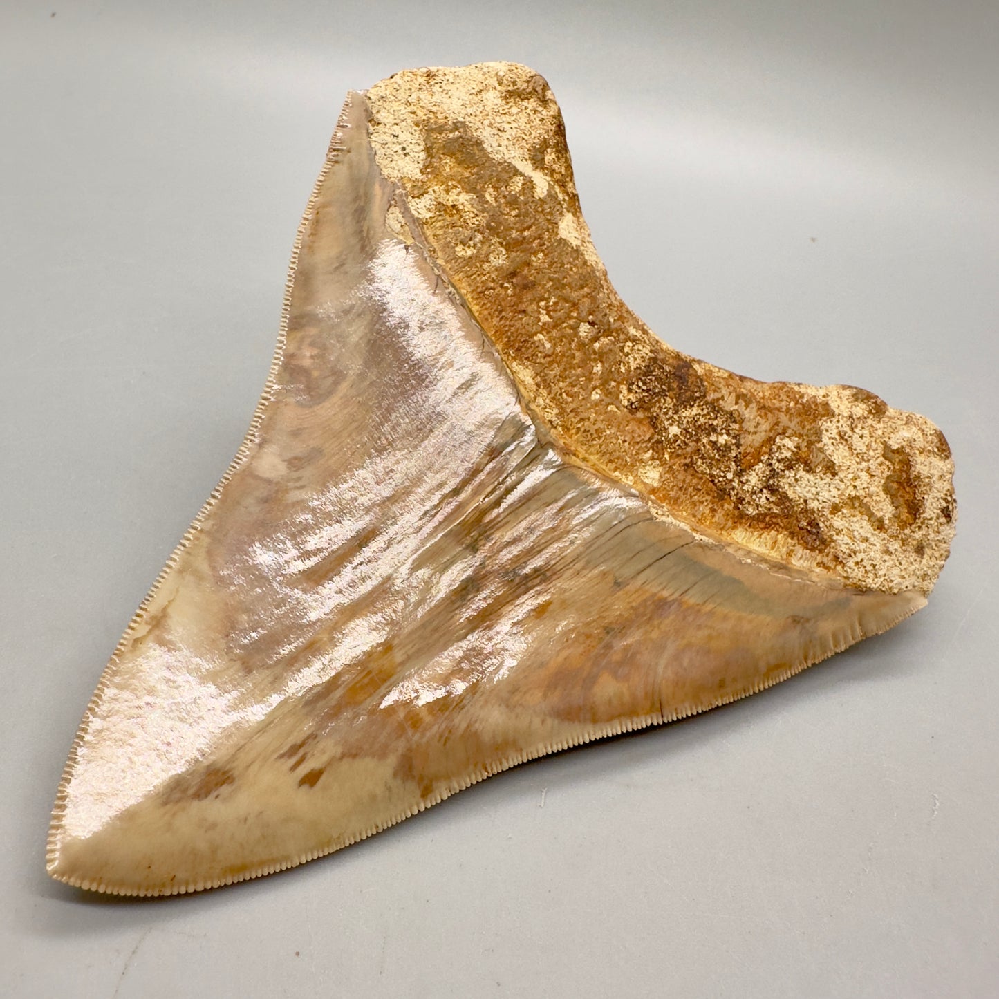 Collector's Quality 4.98" Fossil Megalodon Shark Tooth from West Java, Indonesia CM4752 - Back right